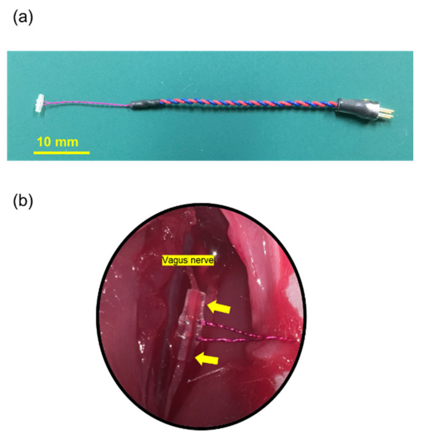 Biomedicines 09 00789 g002