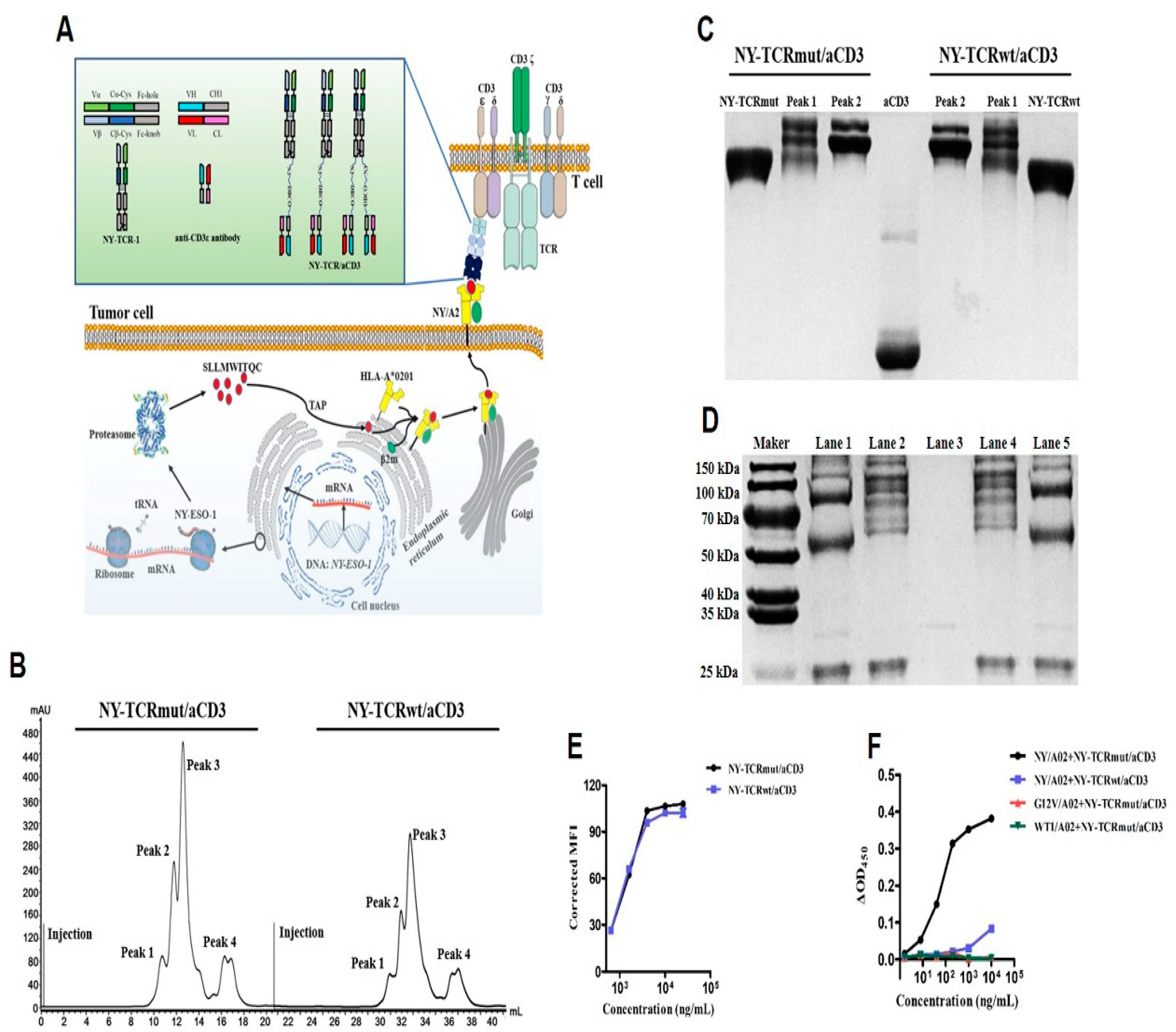 Biomedicines 09 00790 g002 550