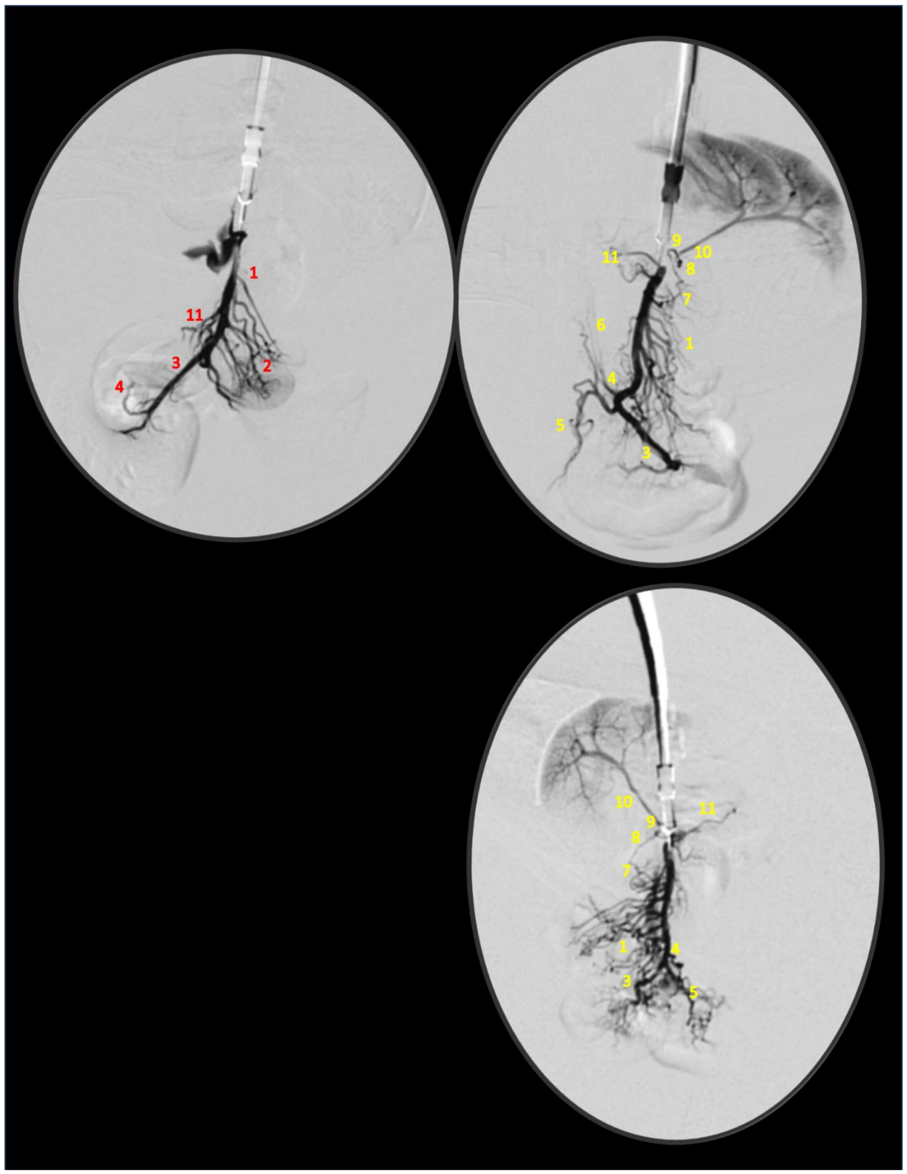 Biomedicines 09 00792 g005 Biomedicines 09 00792 g005