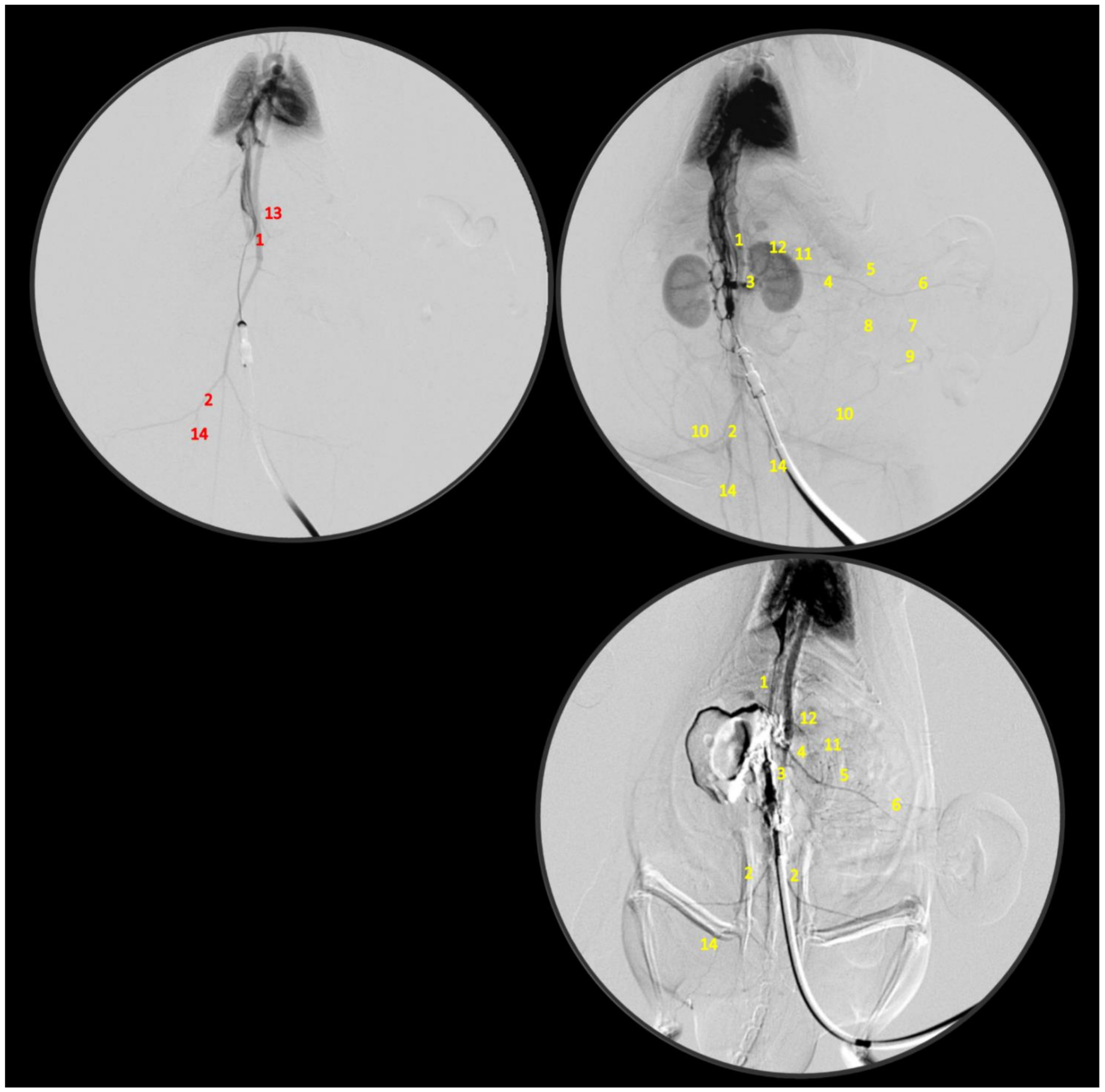 Biomedicines 09 00792 g006 Biomedicines 09 00792 g006
