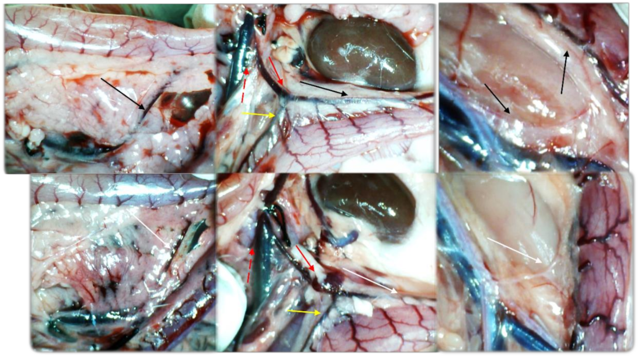 Biomedicines 09 00792 g008 Biomedicines 09 00792 g008