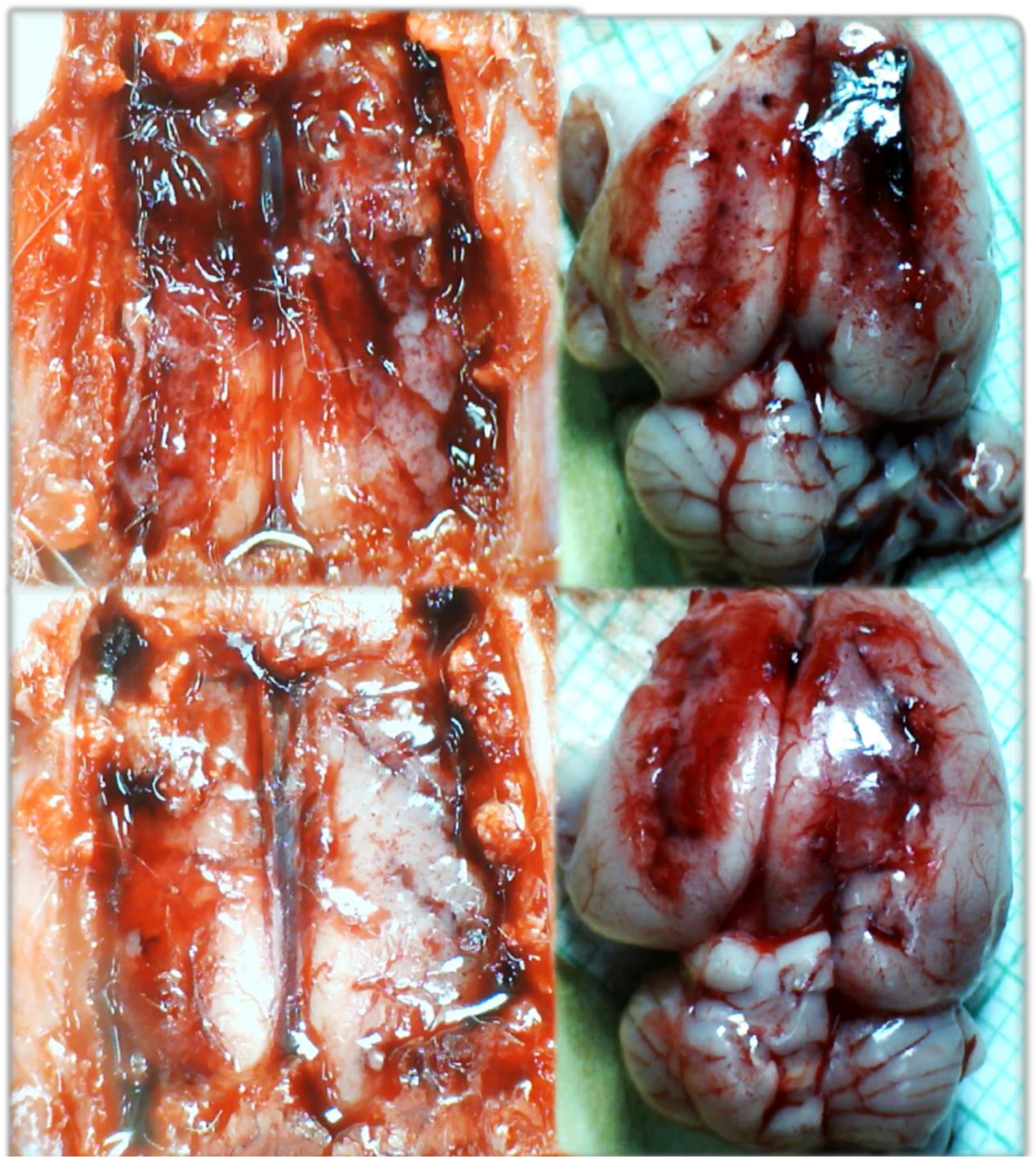 Biomedicines 09 00792 g009 Biomedicines 09 00792 g009