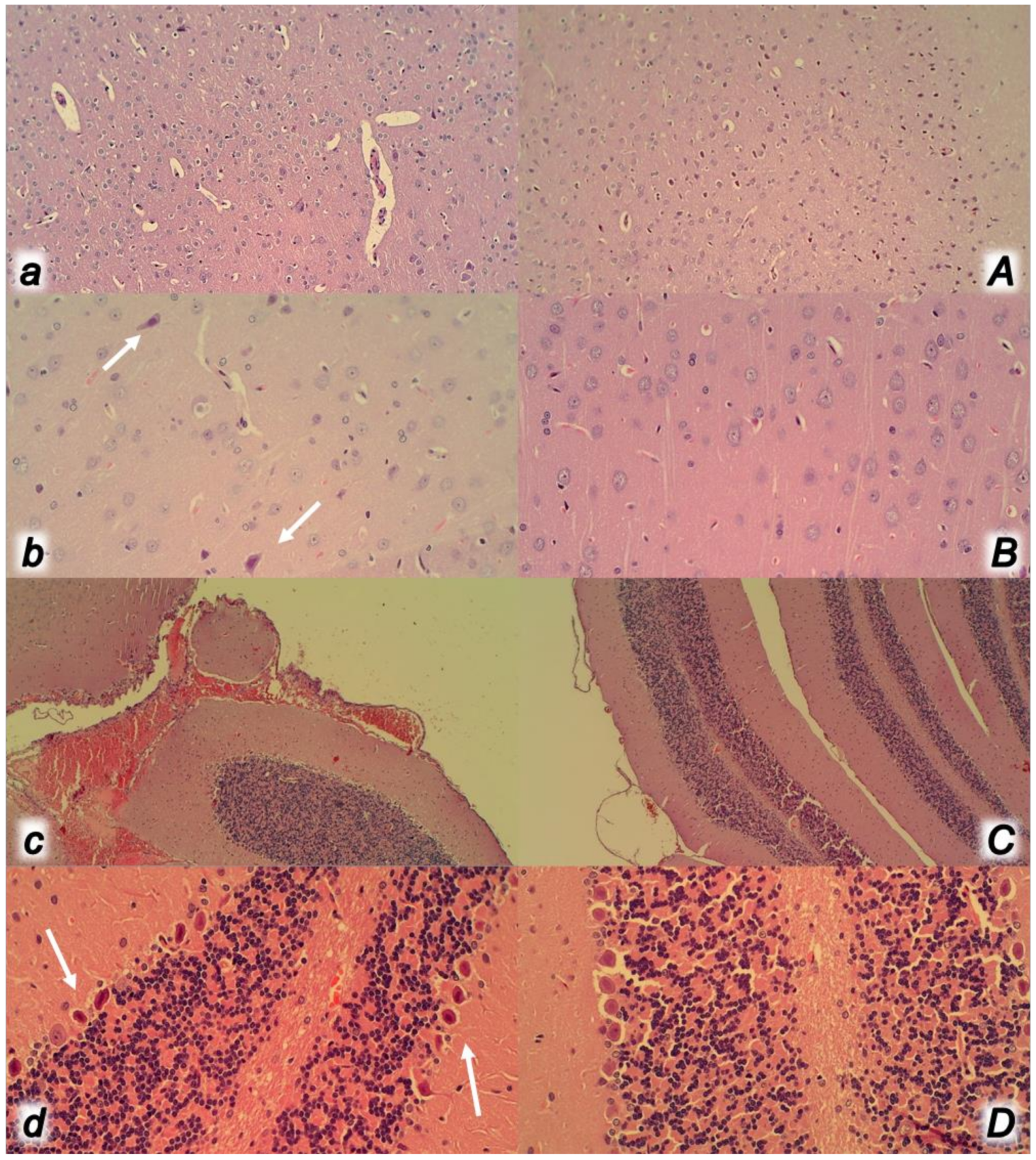 Biomedicines 09 00792 g013 Biomedicines 09 00792 g013