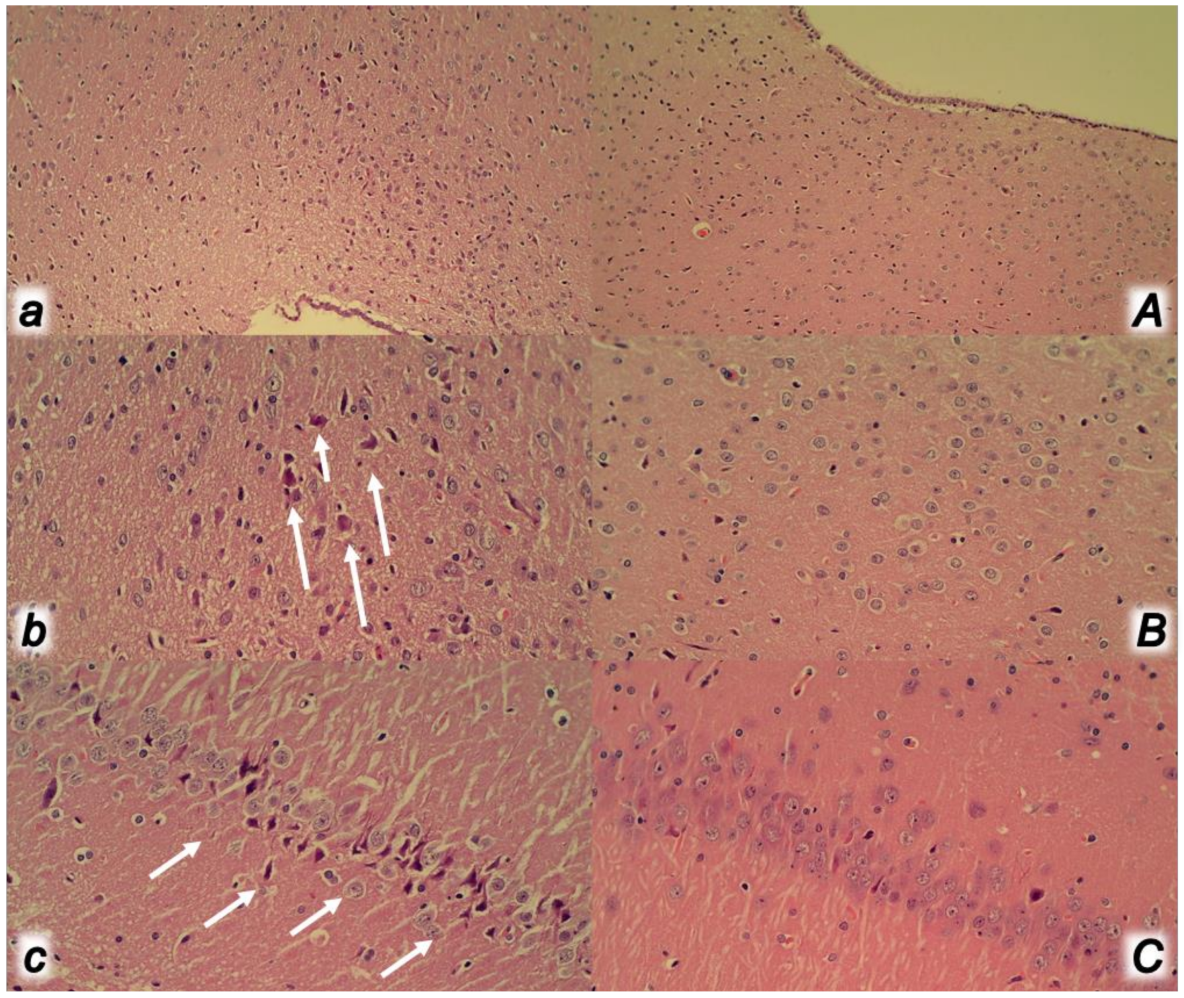 Biomedicines 09 00792 g014 Biomedicines 09 00792 g014