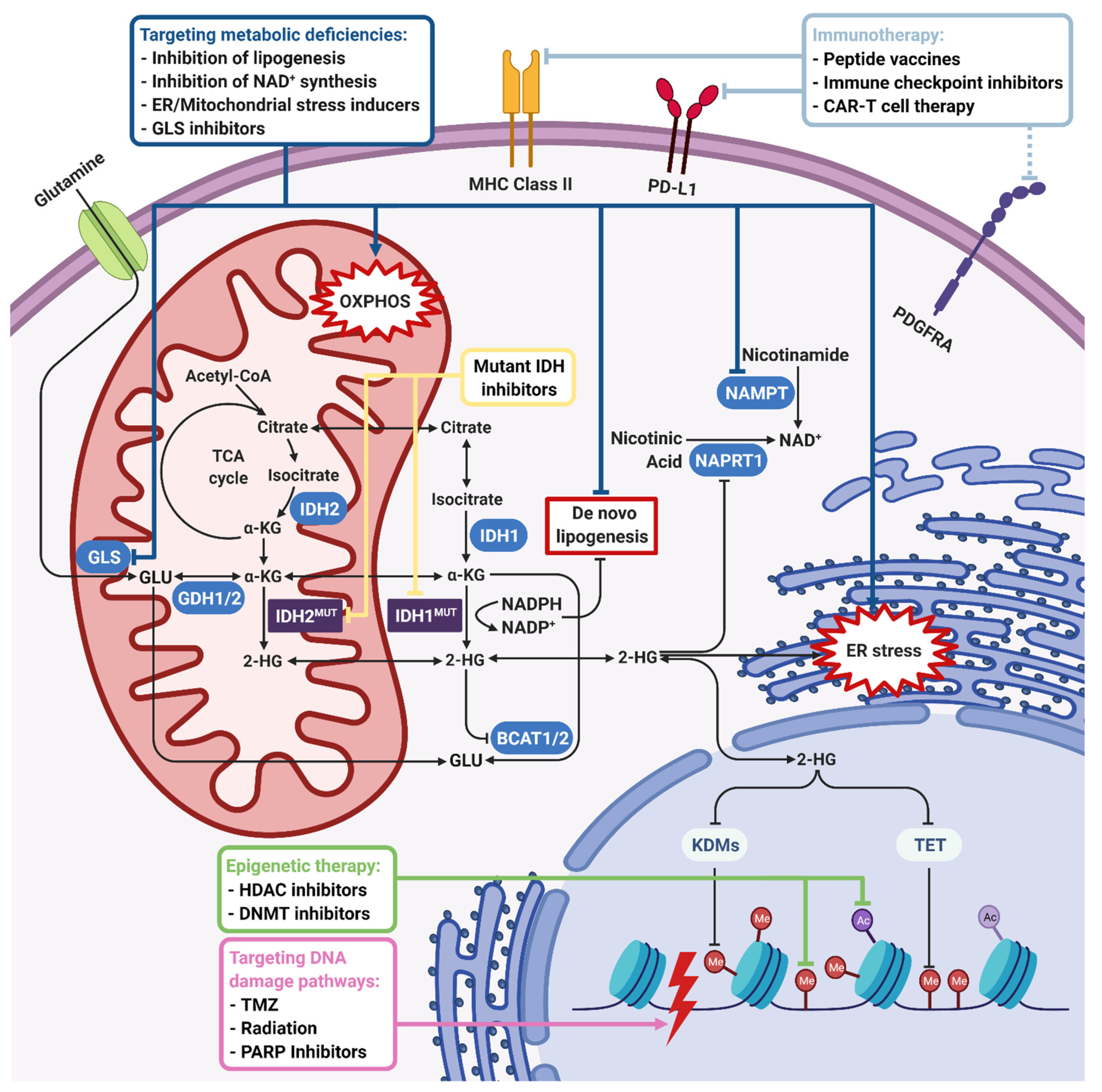 Biomedicines 09 00799 g003
