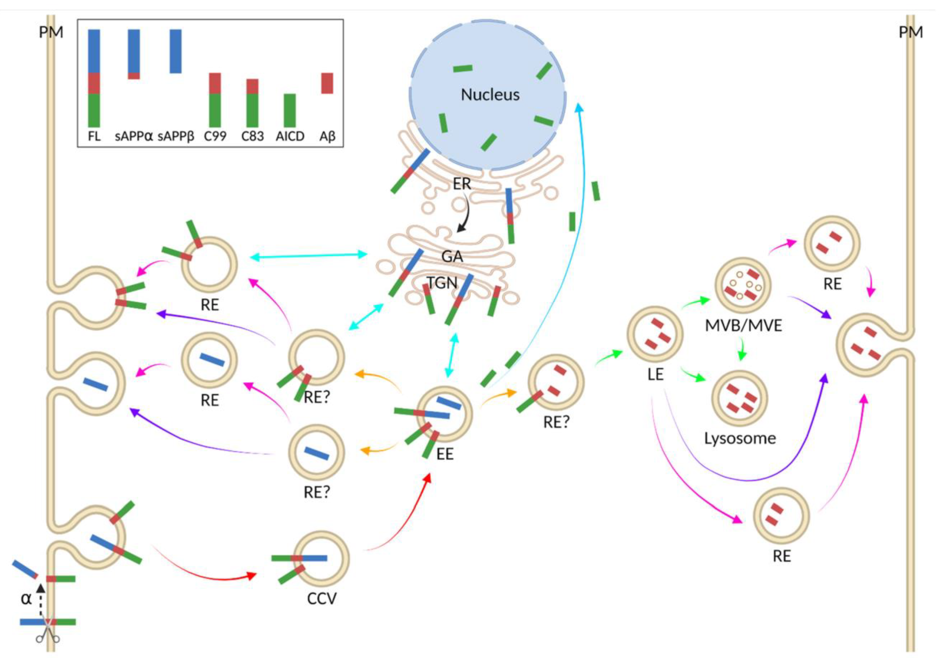 Biomedicines 09 00801 g002
