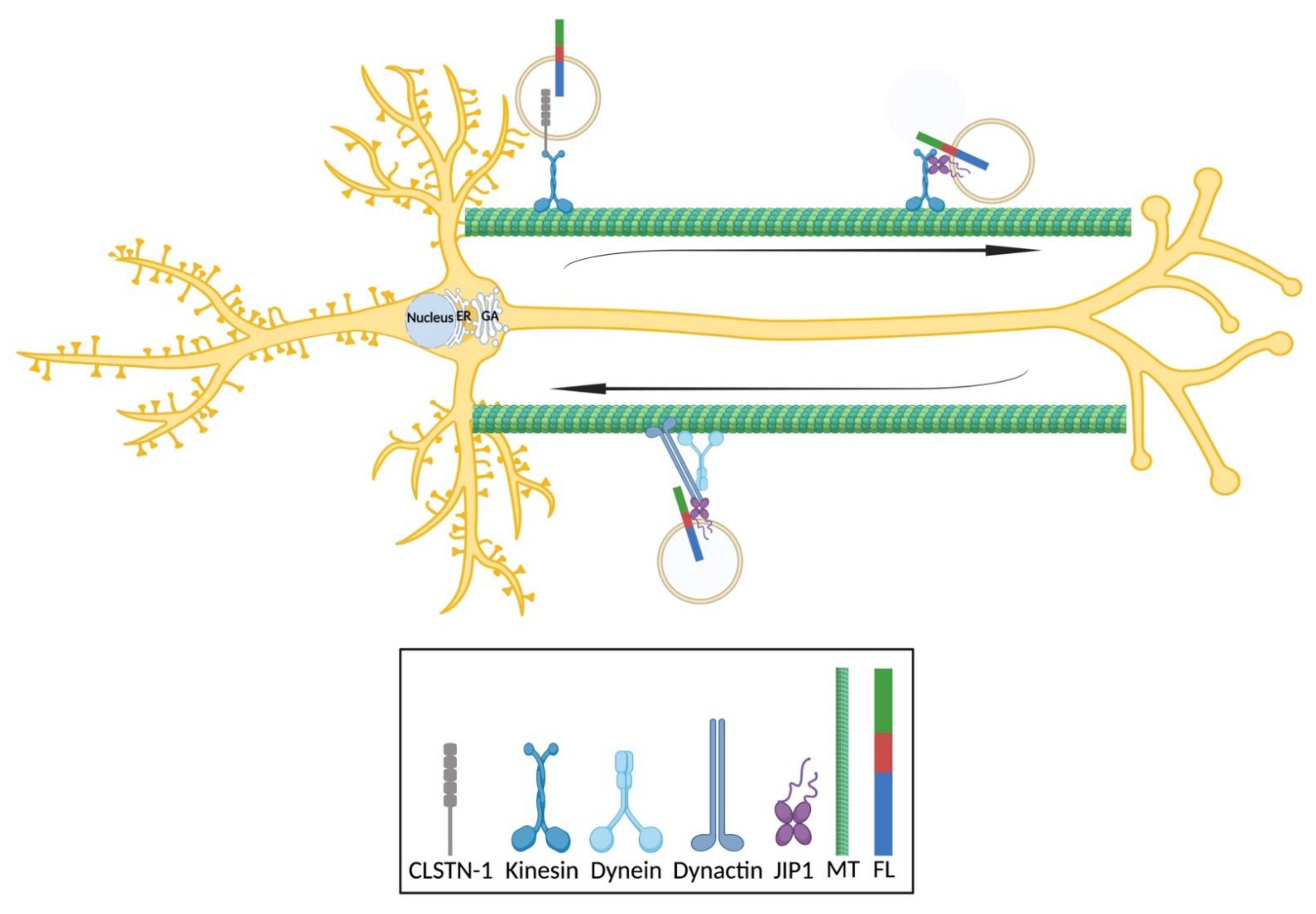 Biomedicines 09 00801 g003