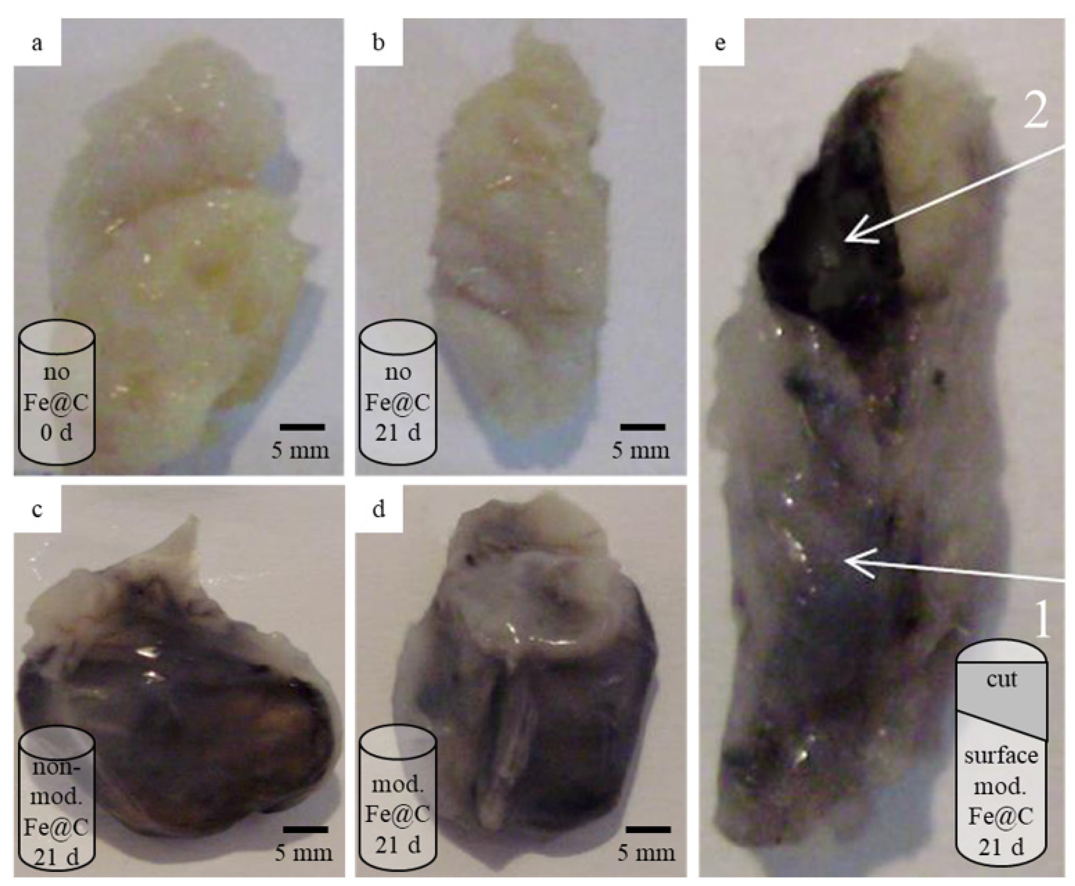 Biomedicines 09 00802 g004 550