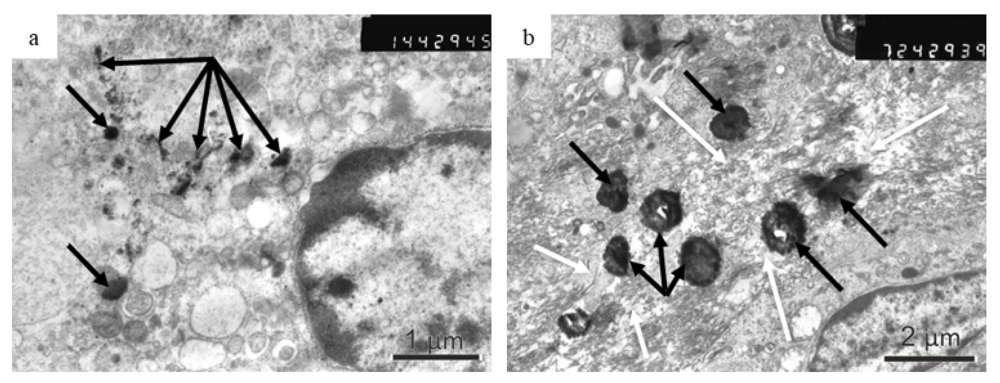 Biomedicines 09 00802 g006 550