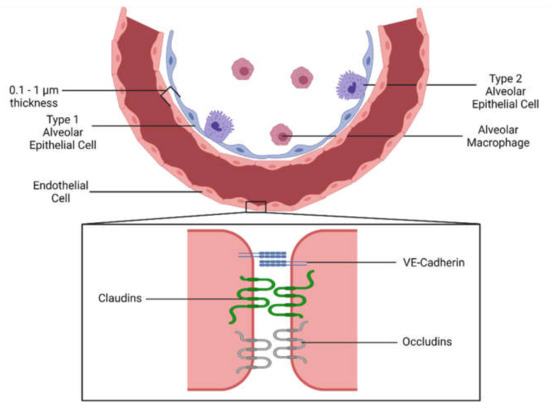 Ultrasound and Microbubbles for Targeted Drug Delivery to the Lung