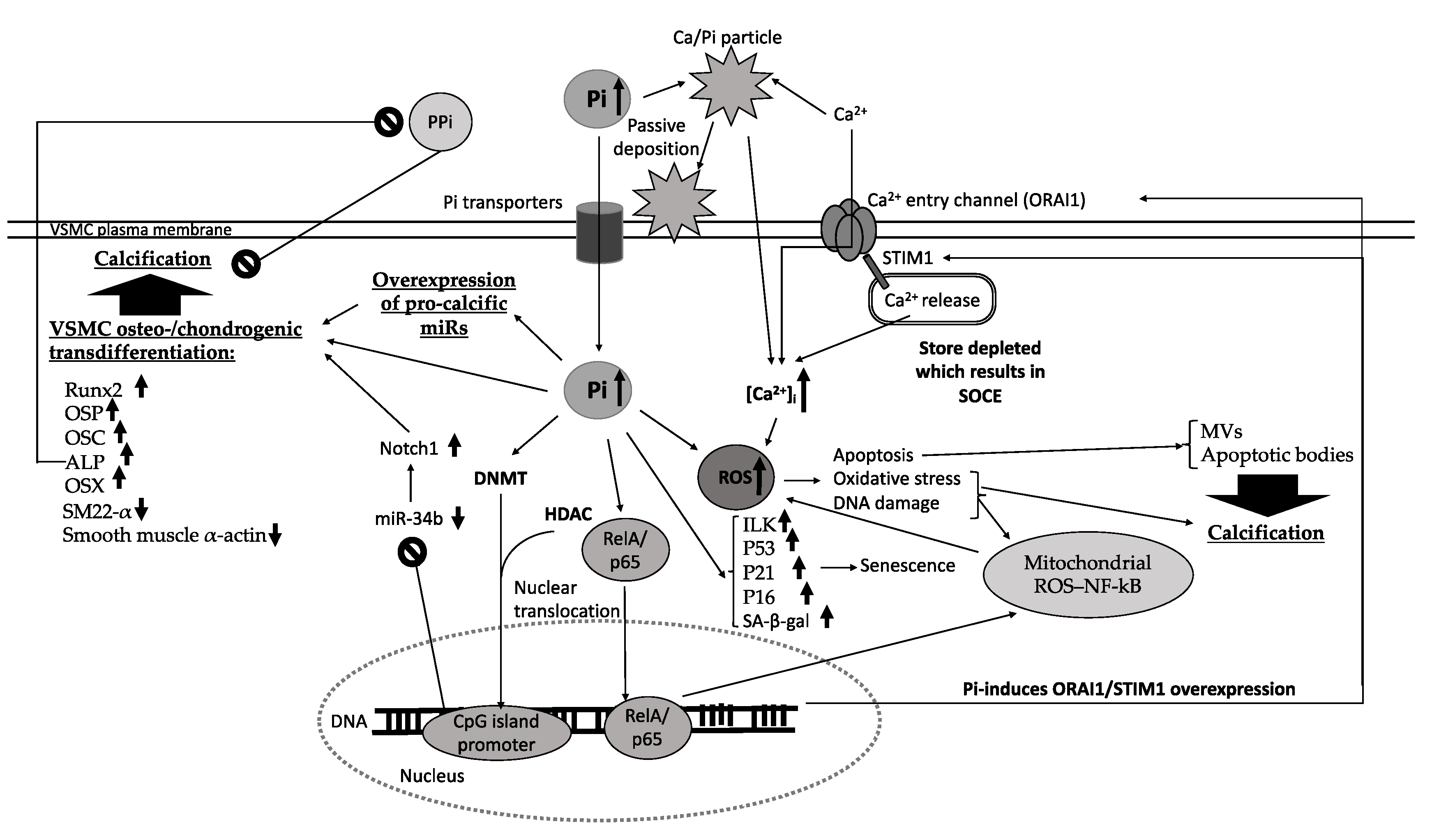 Biomedicines 09 00804 g001 Biomedicines 09 00804 g001