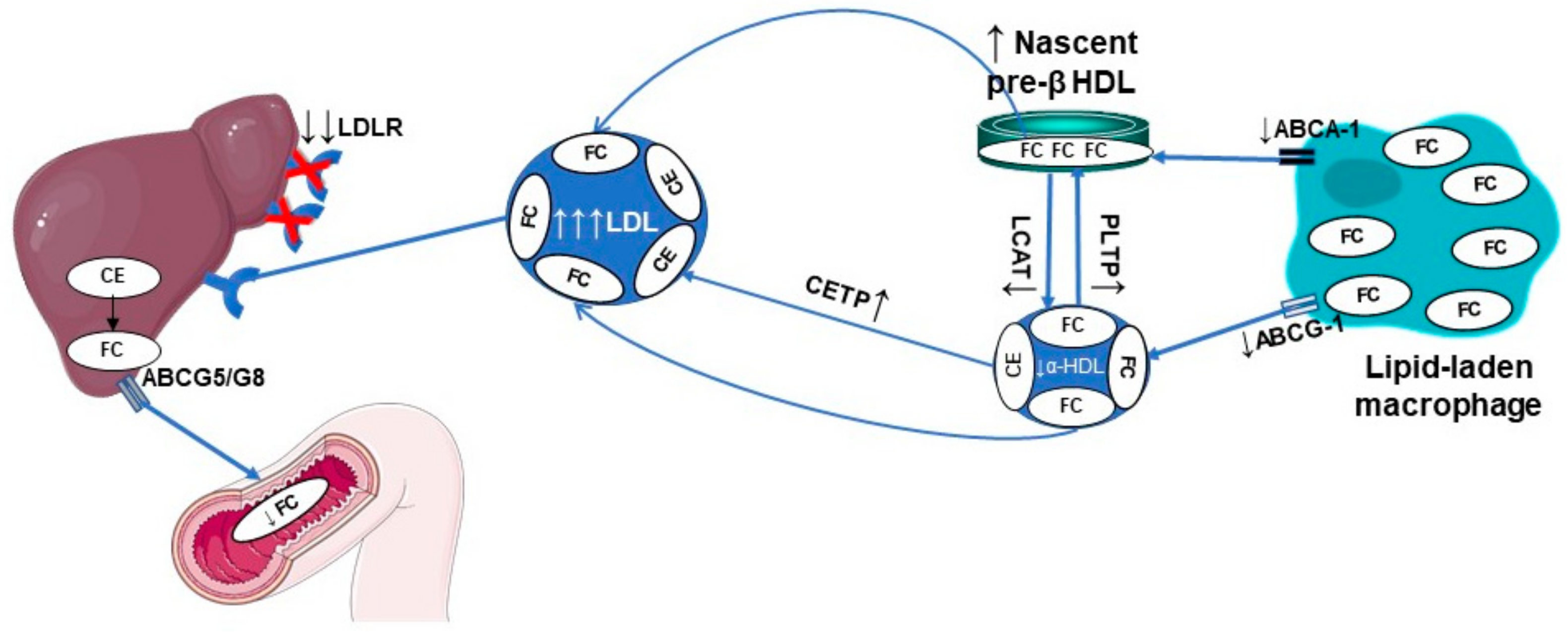Biomedicines 09 00810 g004 550
