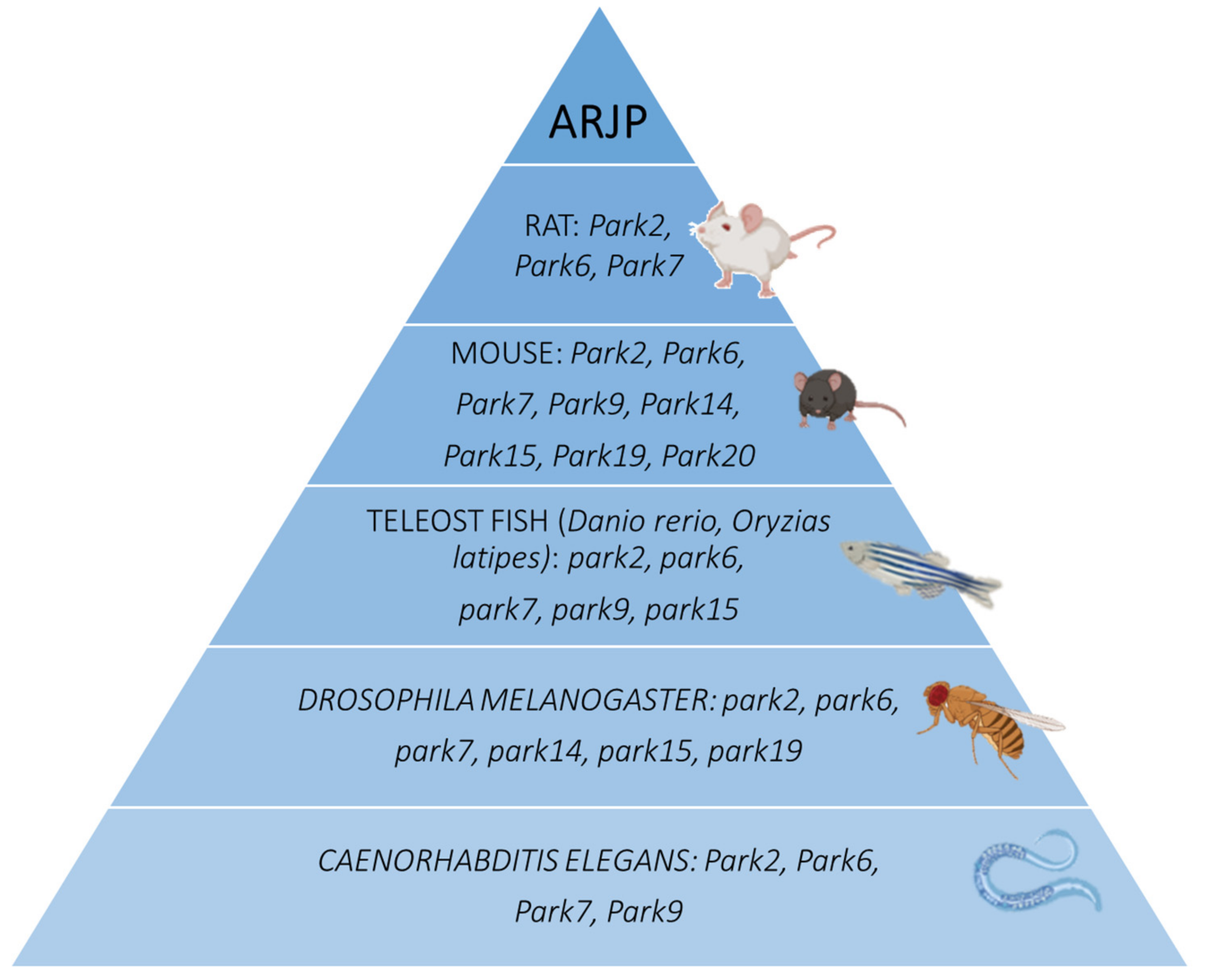 Biomedicines 09 00812 g002 Biomedicines 09 00812 g002