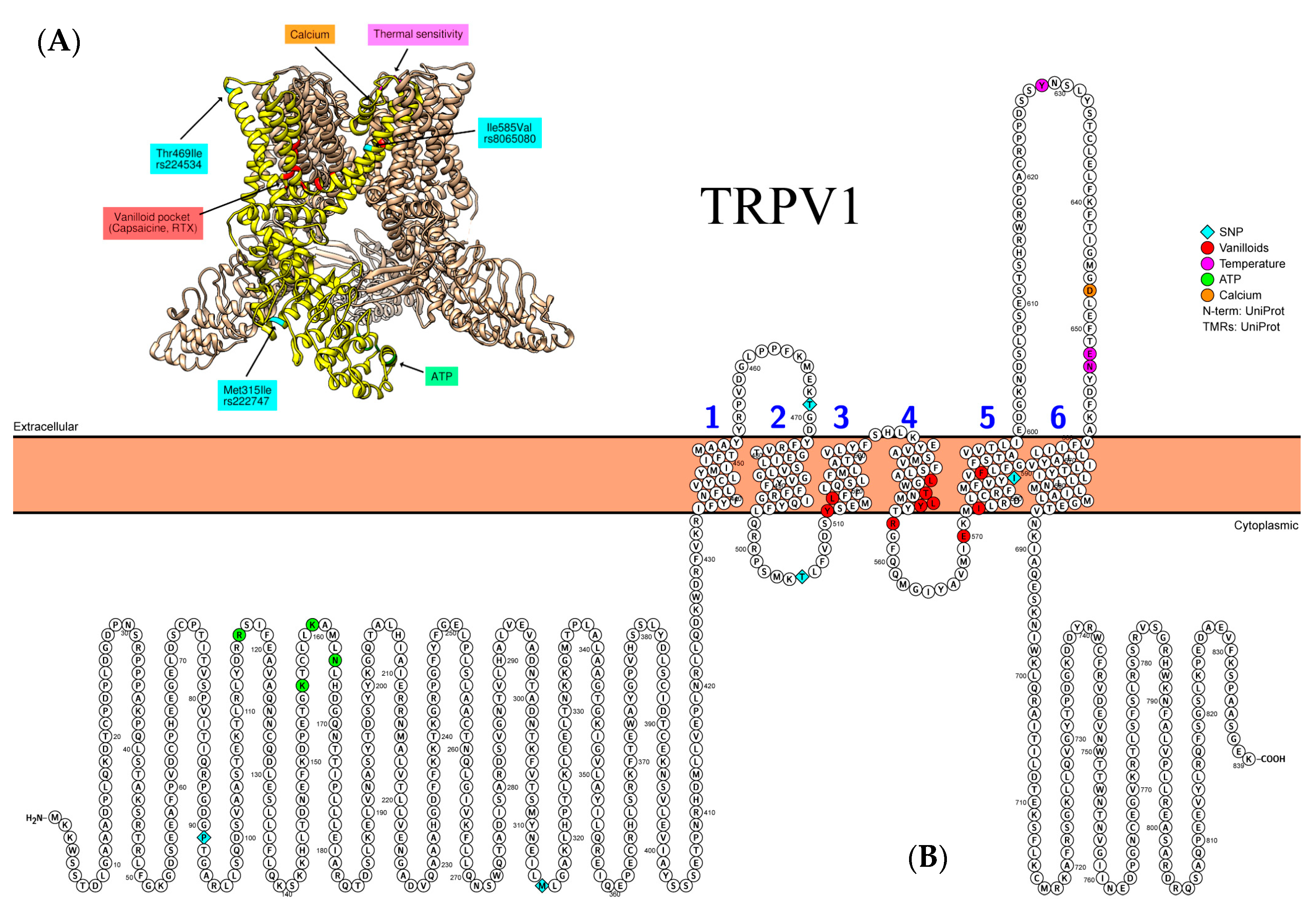 Thermosensory Transient Receptor Potential Ion Channels and