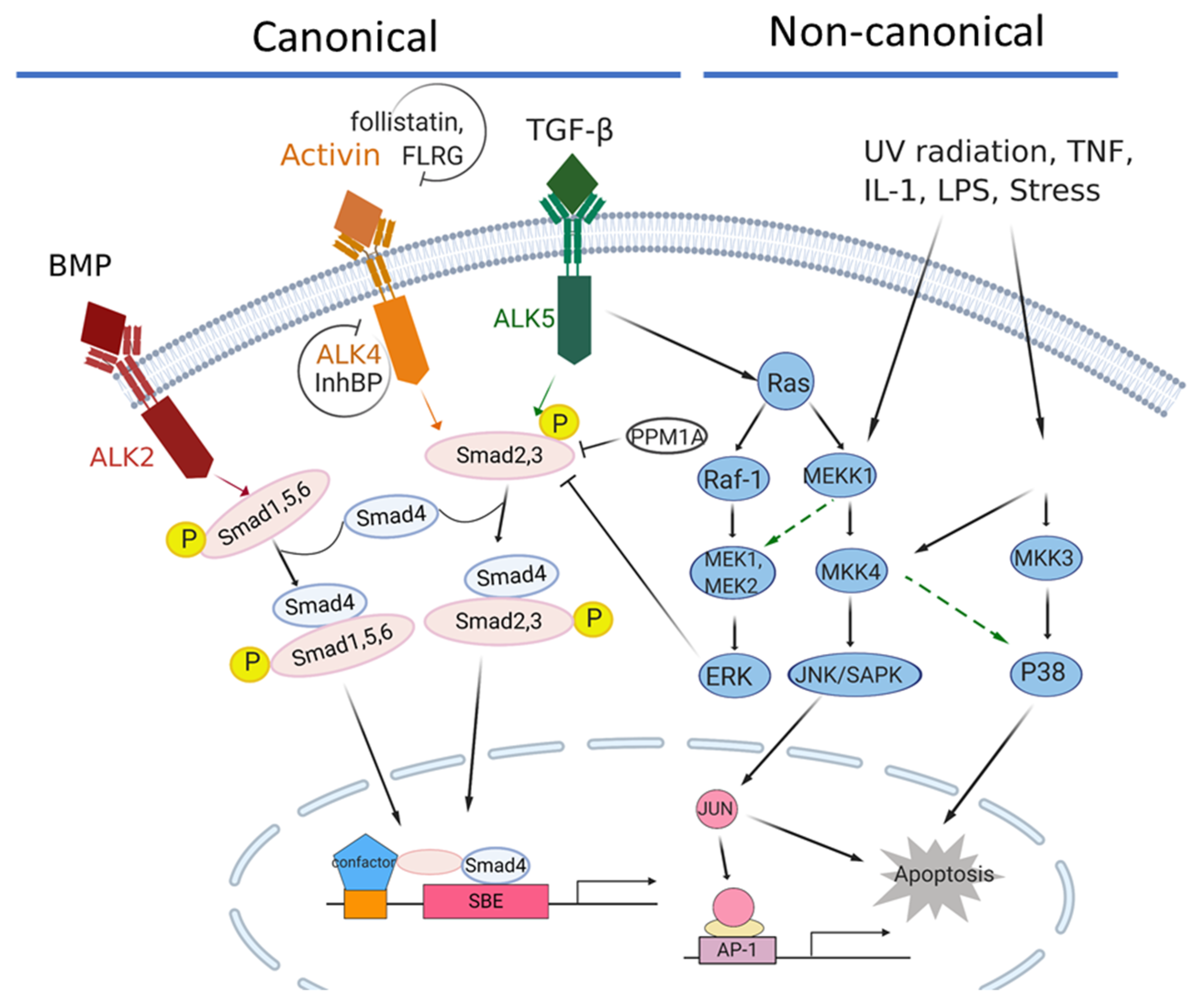 Biomedicines Free FullText Dual Roles of the Activin Signaling