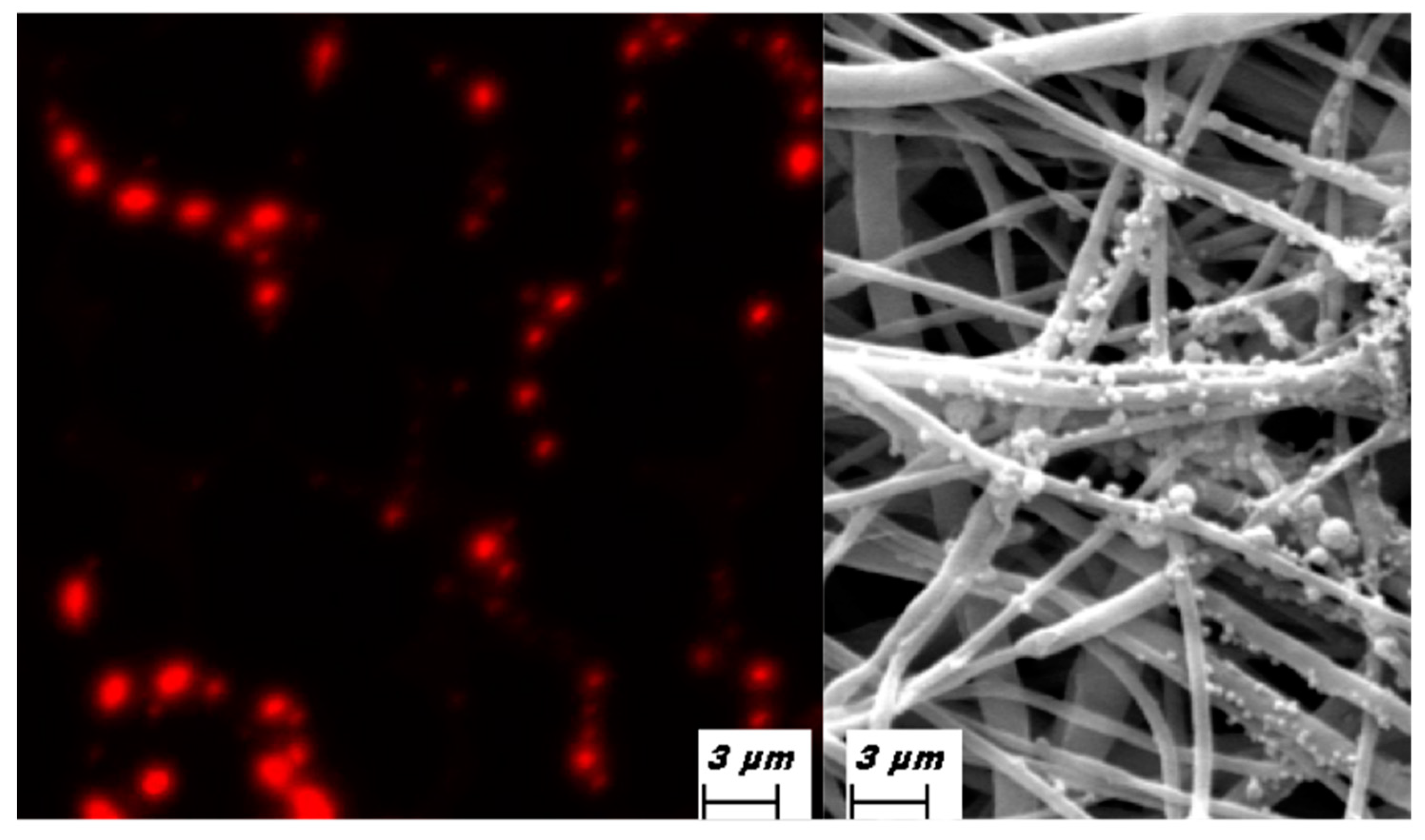 Biomedicines 09 00824 g003 550