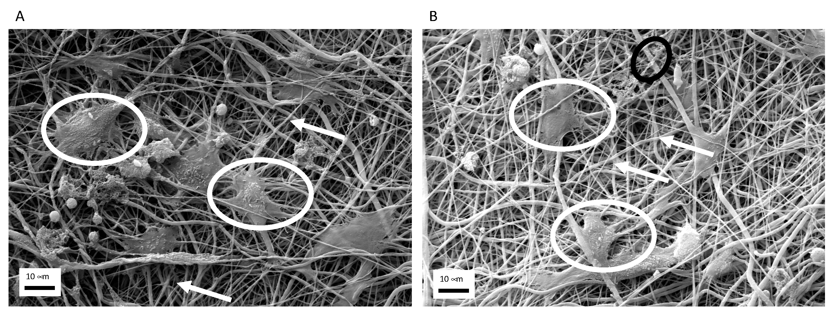 Biomedicines 09 00824 g004 550