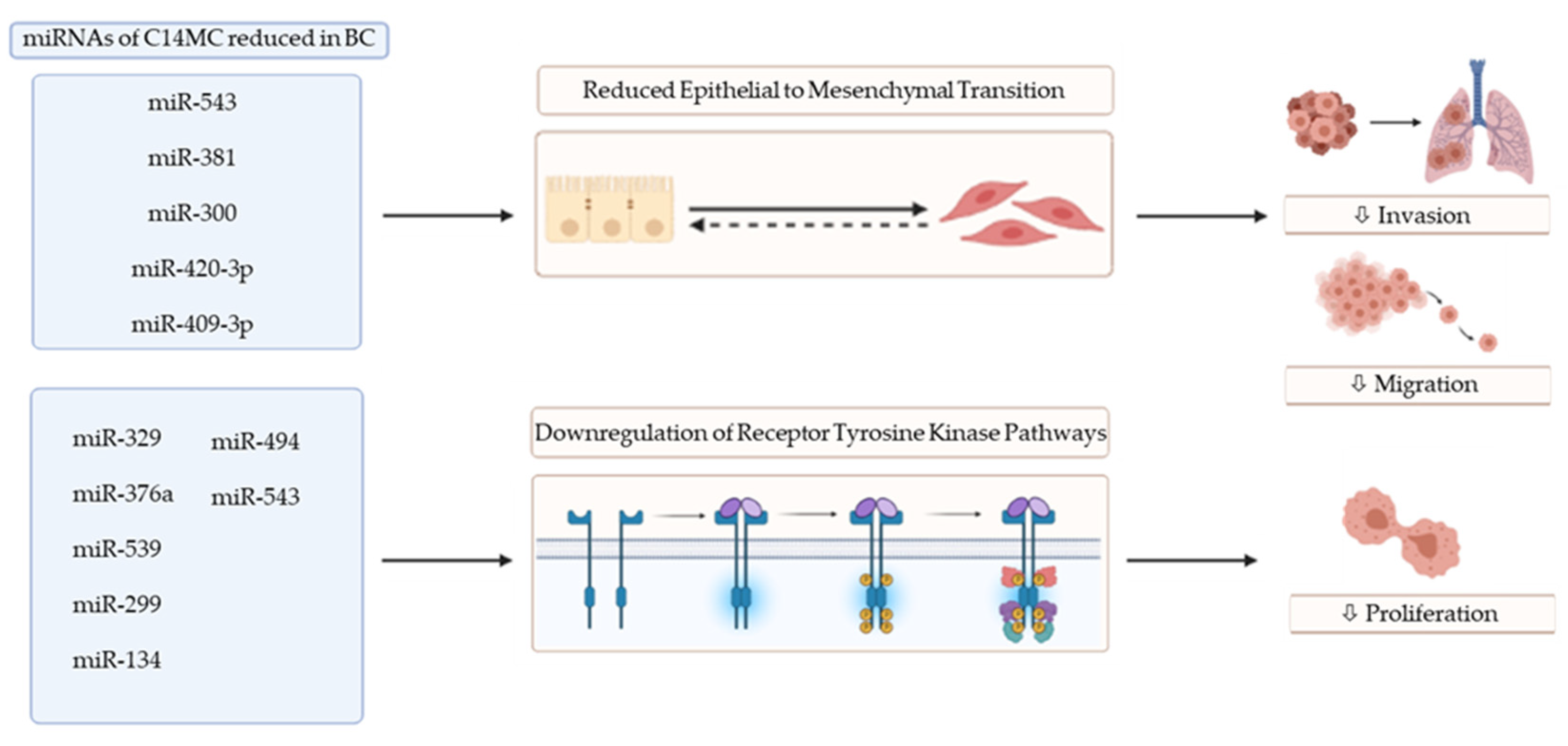 Biomedicines 09 00827 g001