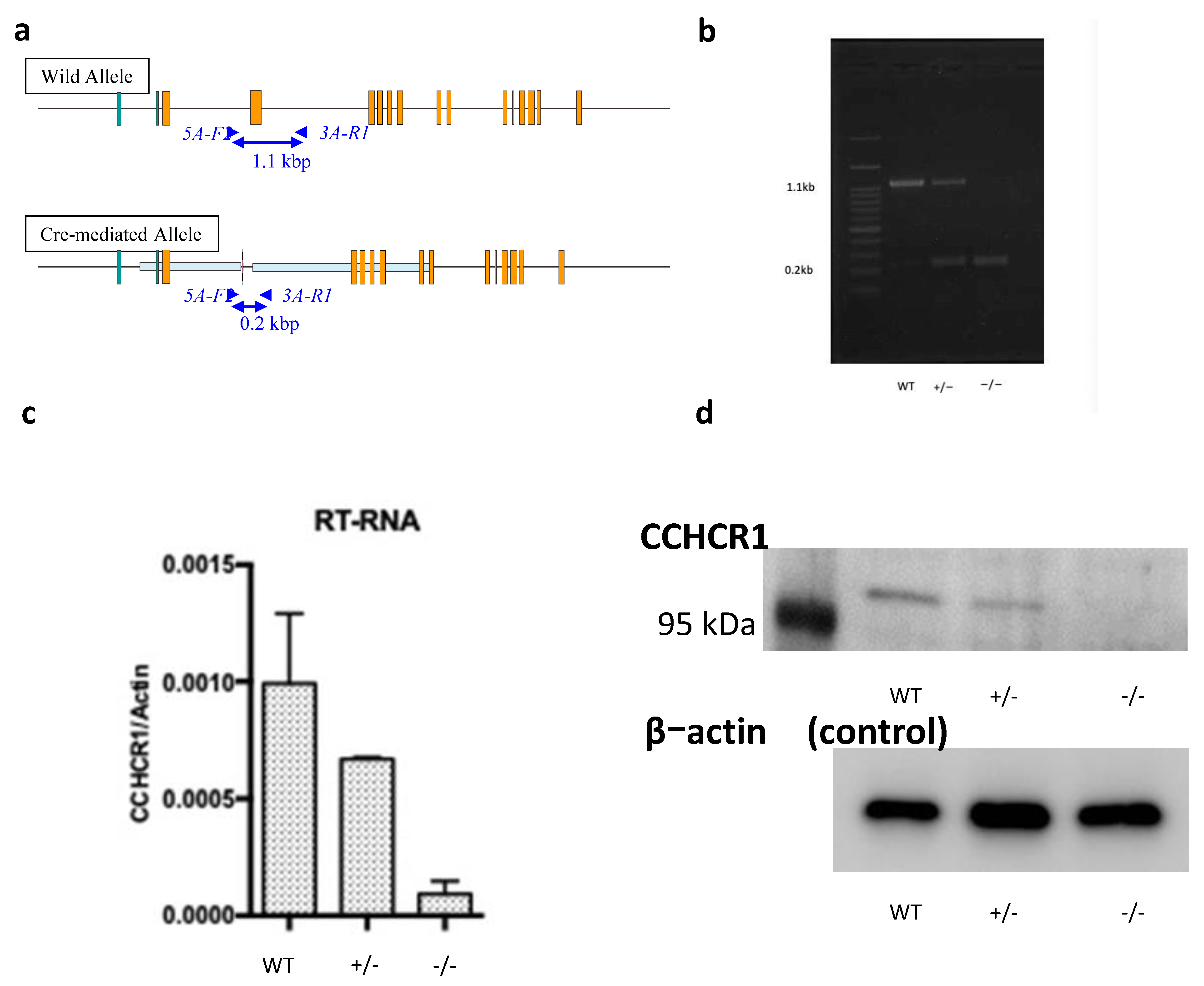 Biomedicines 09 00840 g001