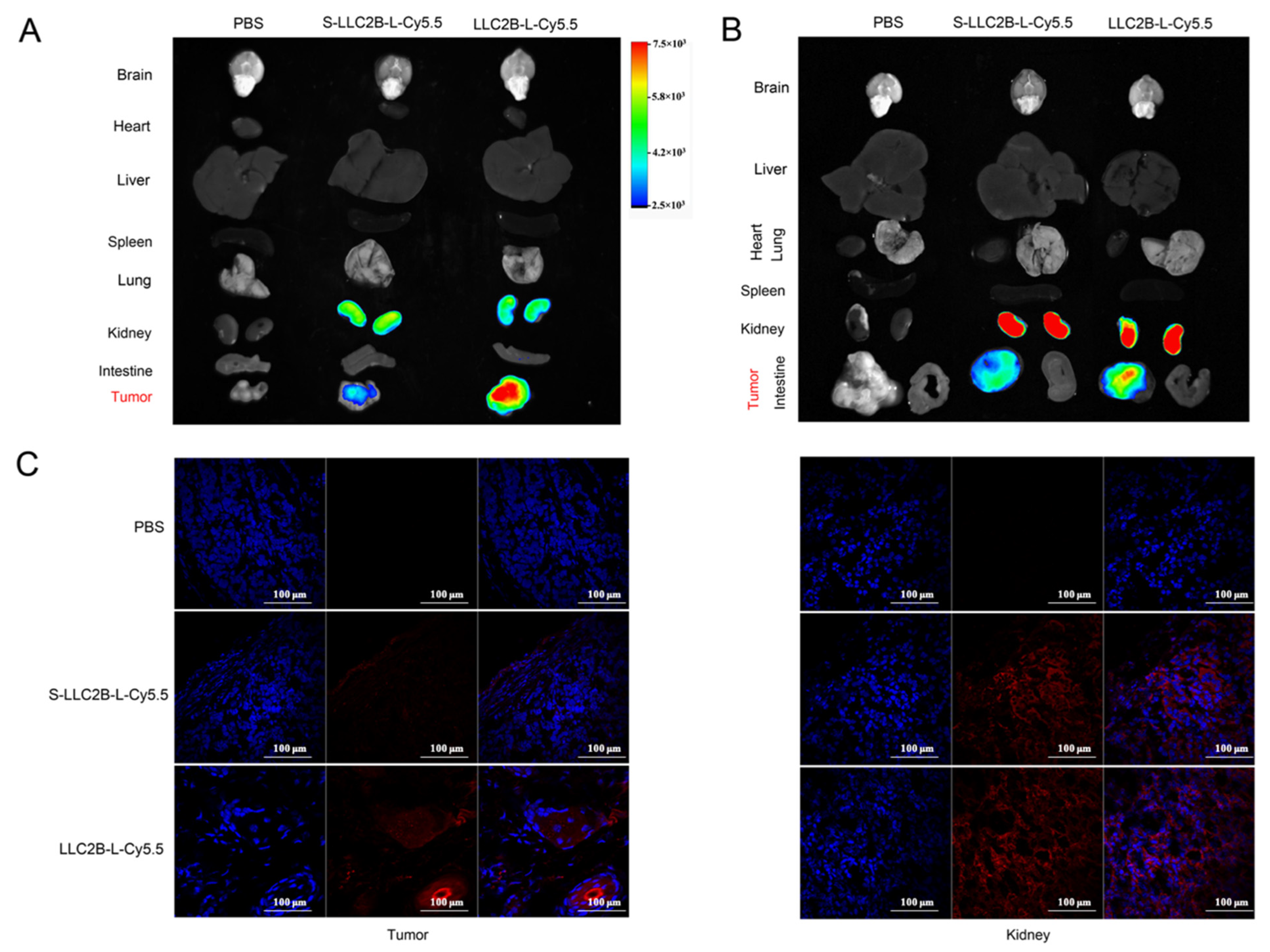 Biomedicines 09 00849 g003 550