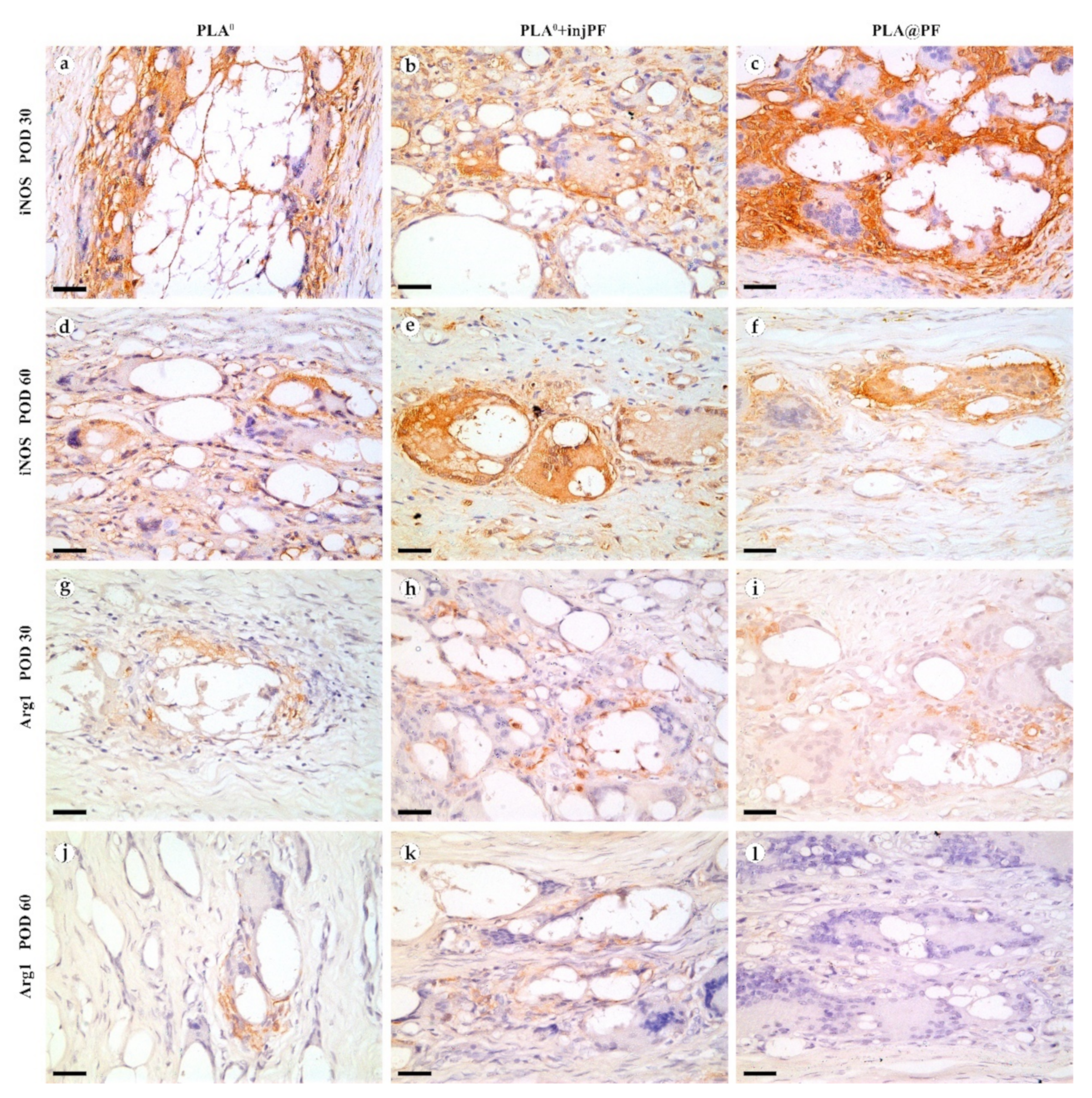 Biomedicines 09 00853 g009 550