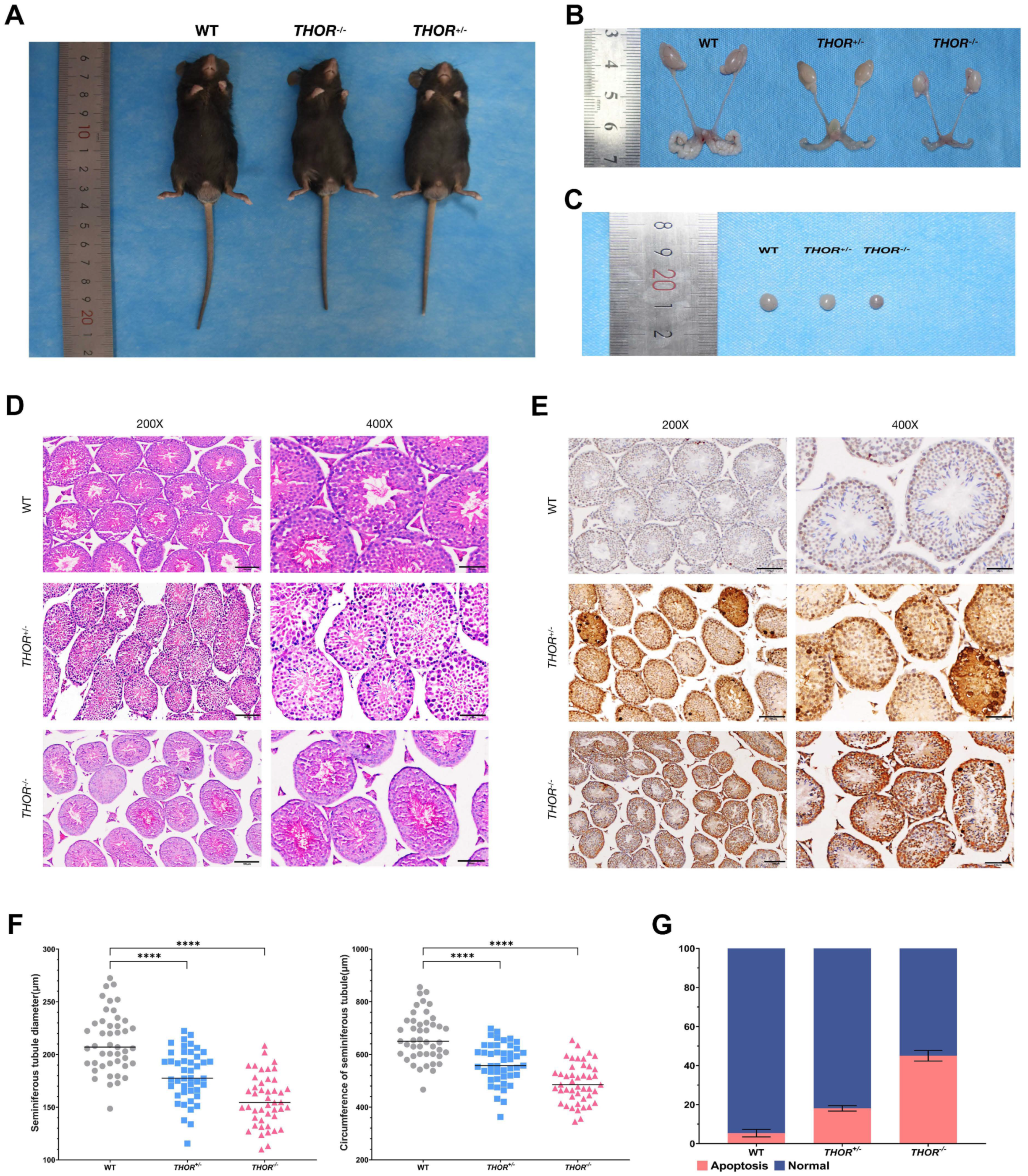 Biomedicines 09 00859 g004