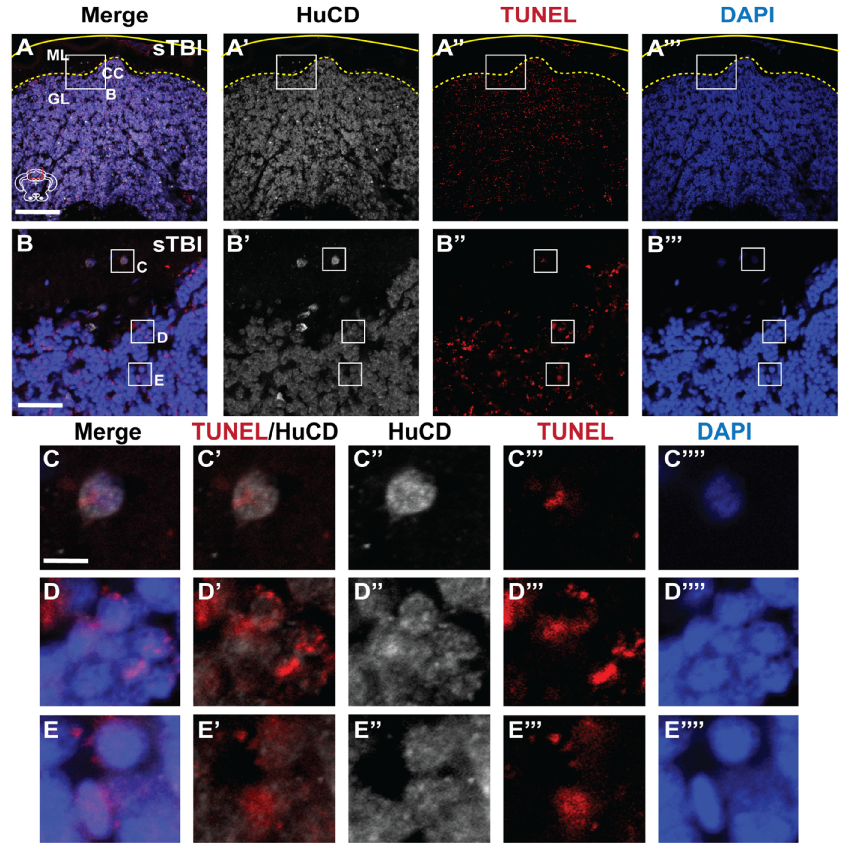 Biomedicines 09 00861 g005