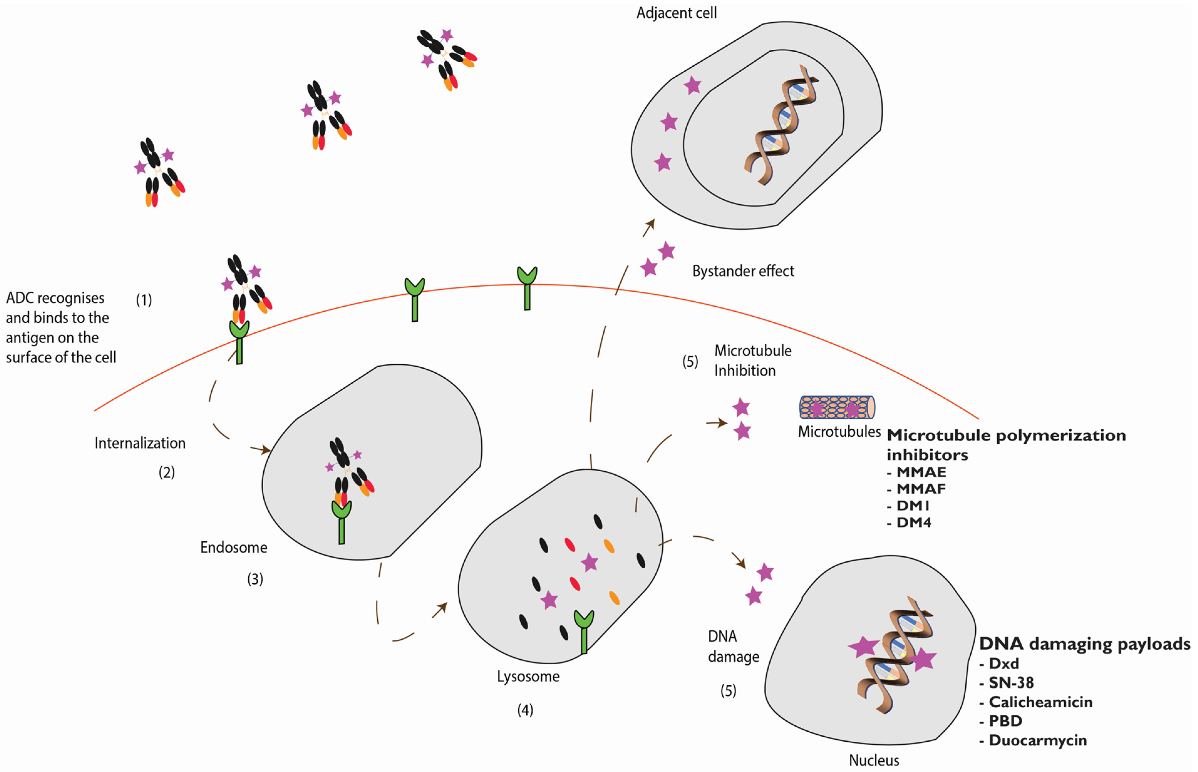 Biomedicines 09 00872 g002 550