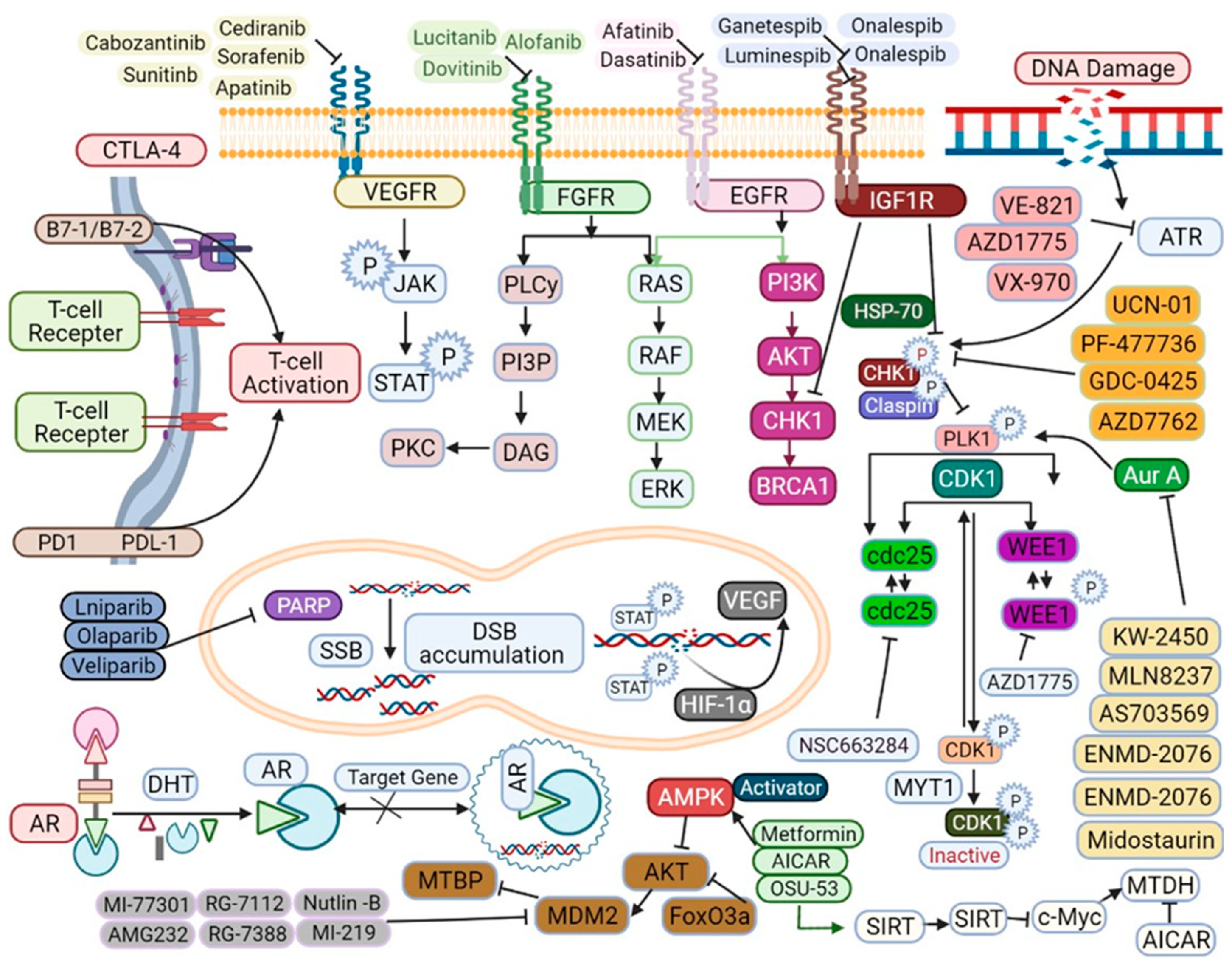 Biomedicines 09 00876 g003
