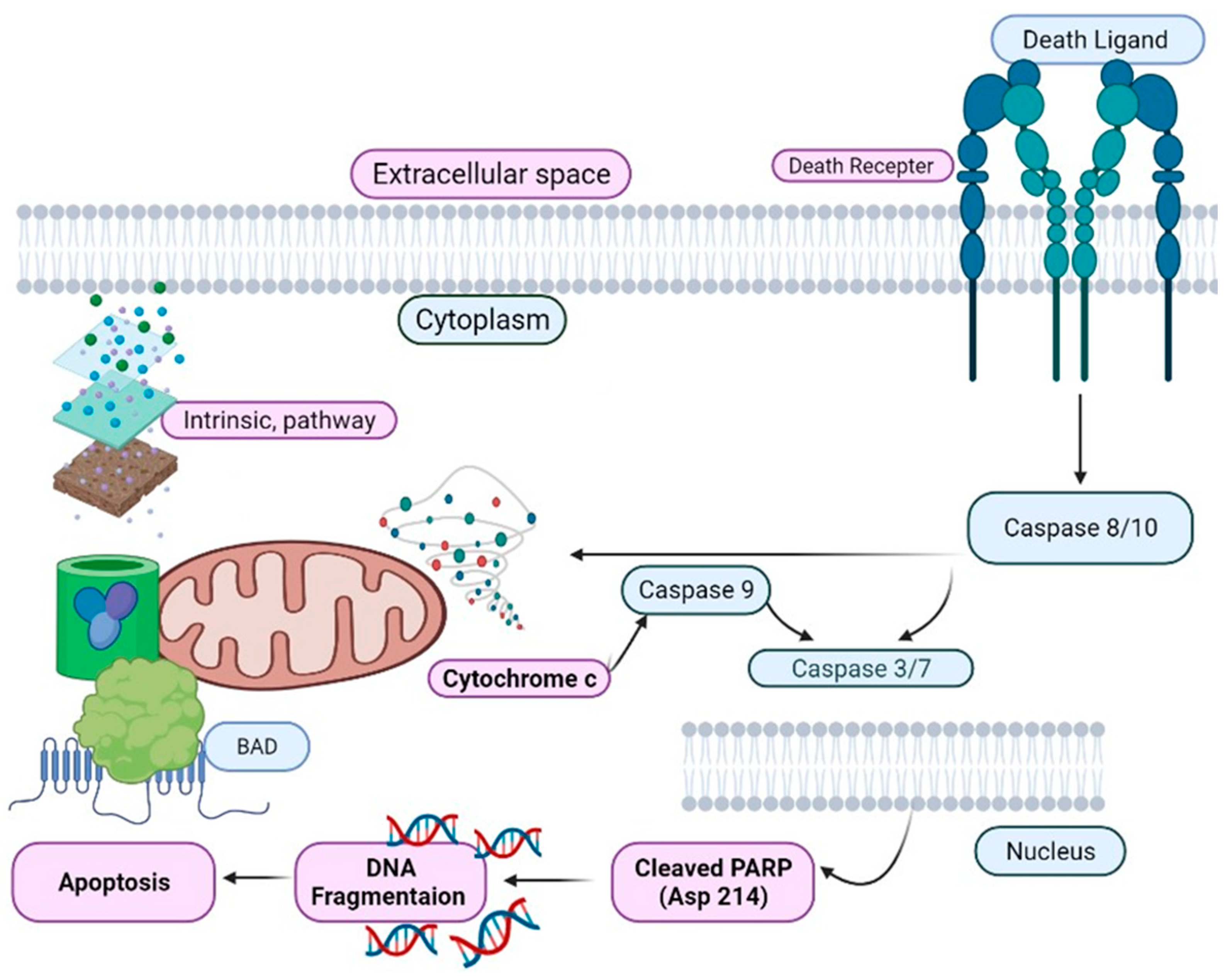 Biomedicines 09 00876 g004