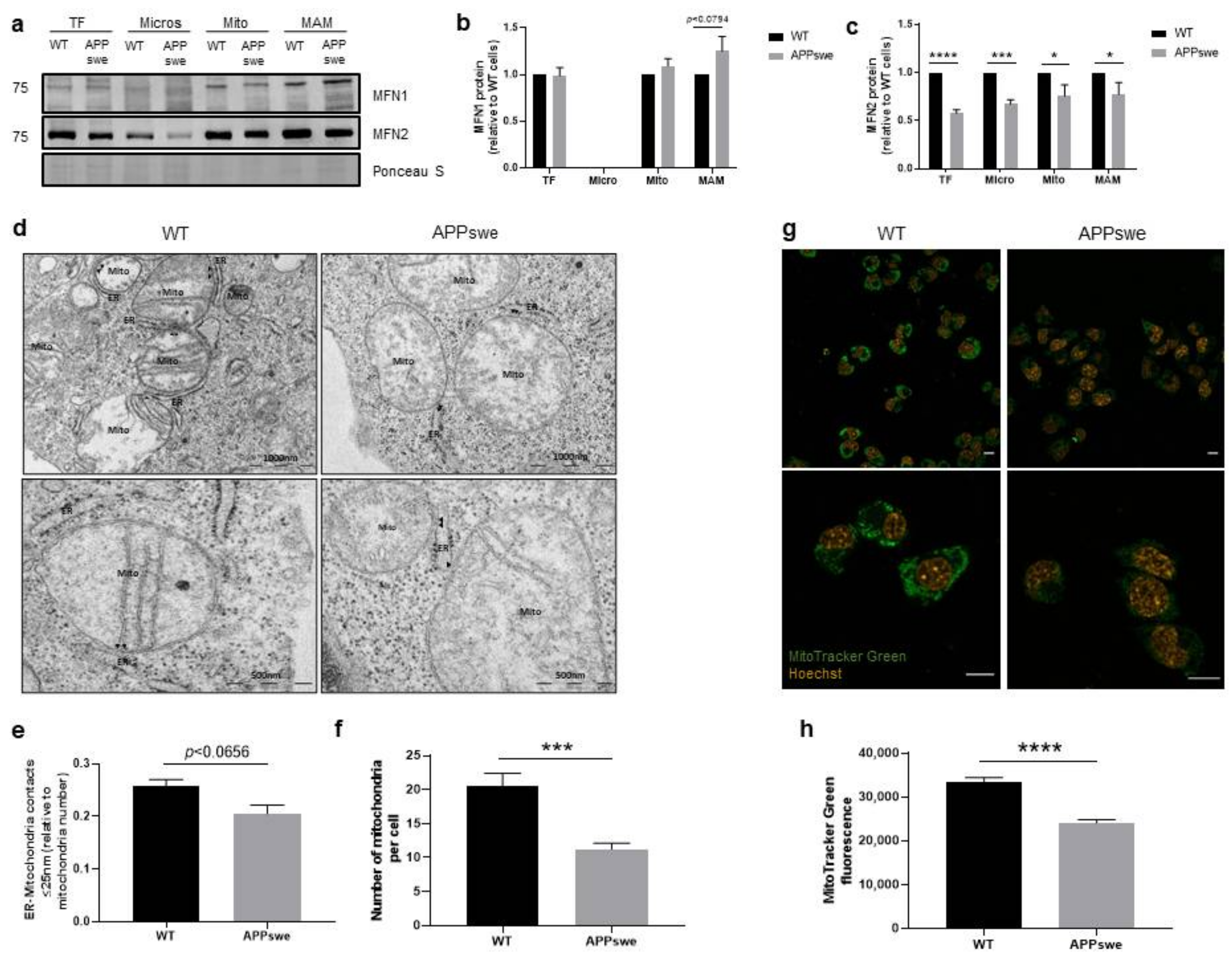 Biomedicines 09 00881 g001