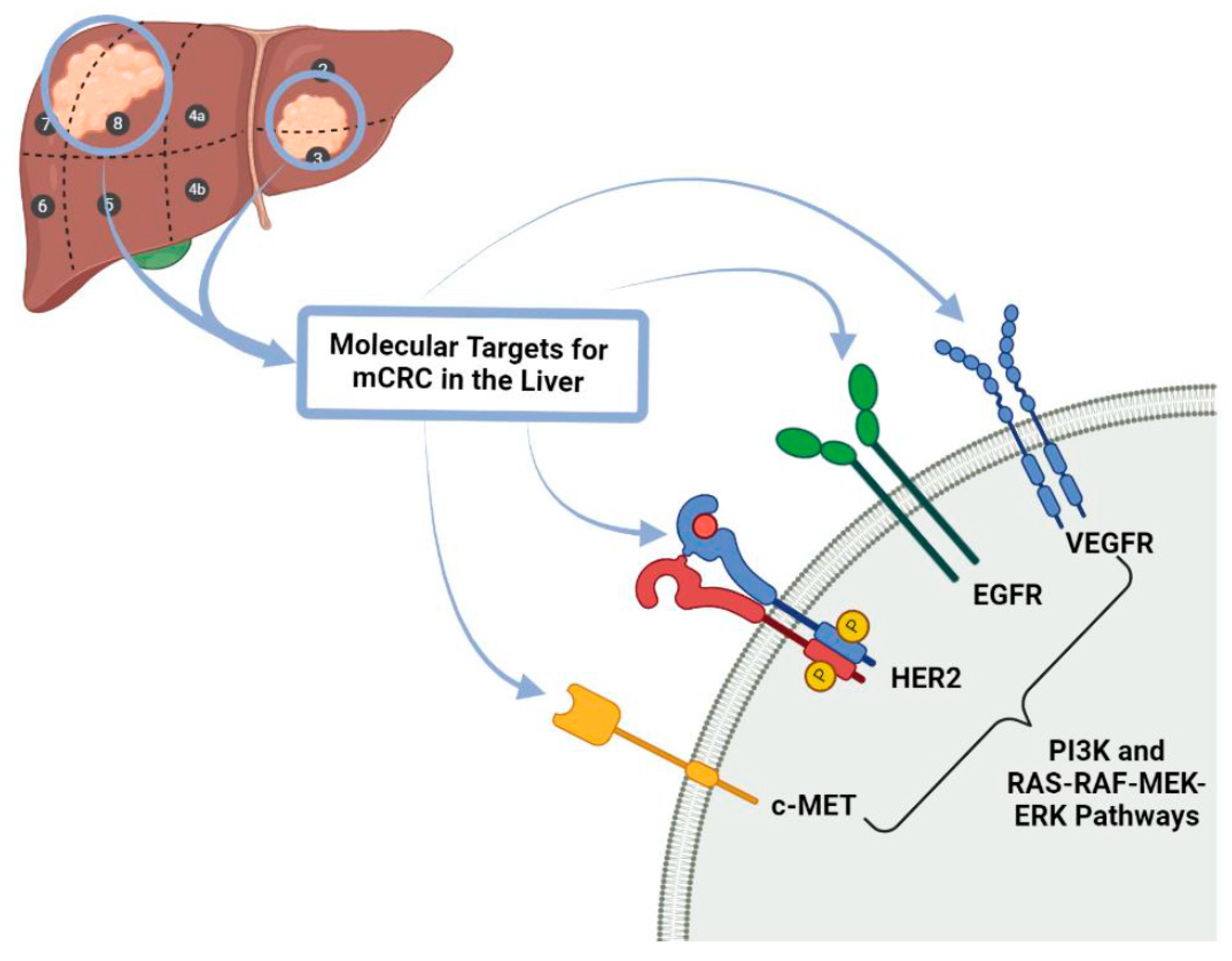 Biomedicines 09 00894 g002