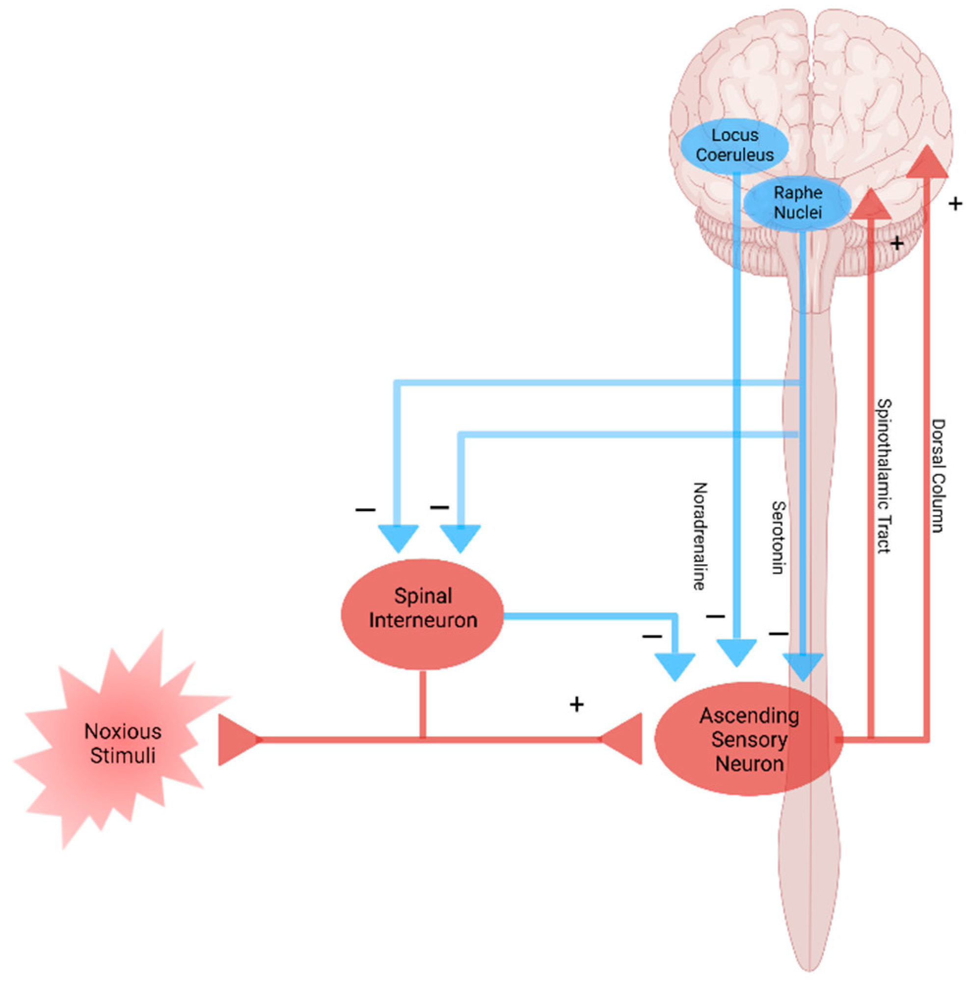 Biomedicines 09 00897 g004 550