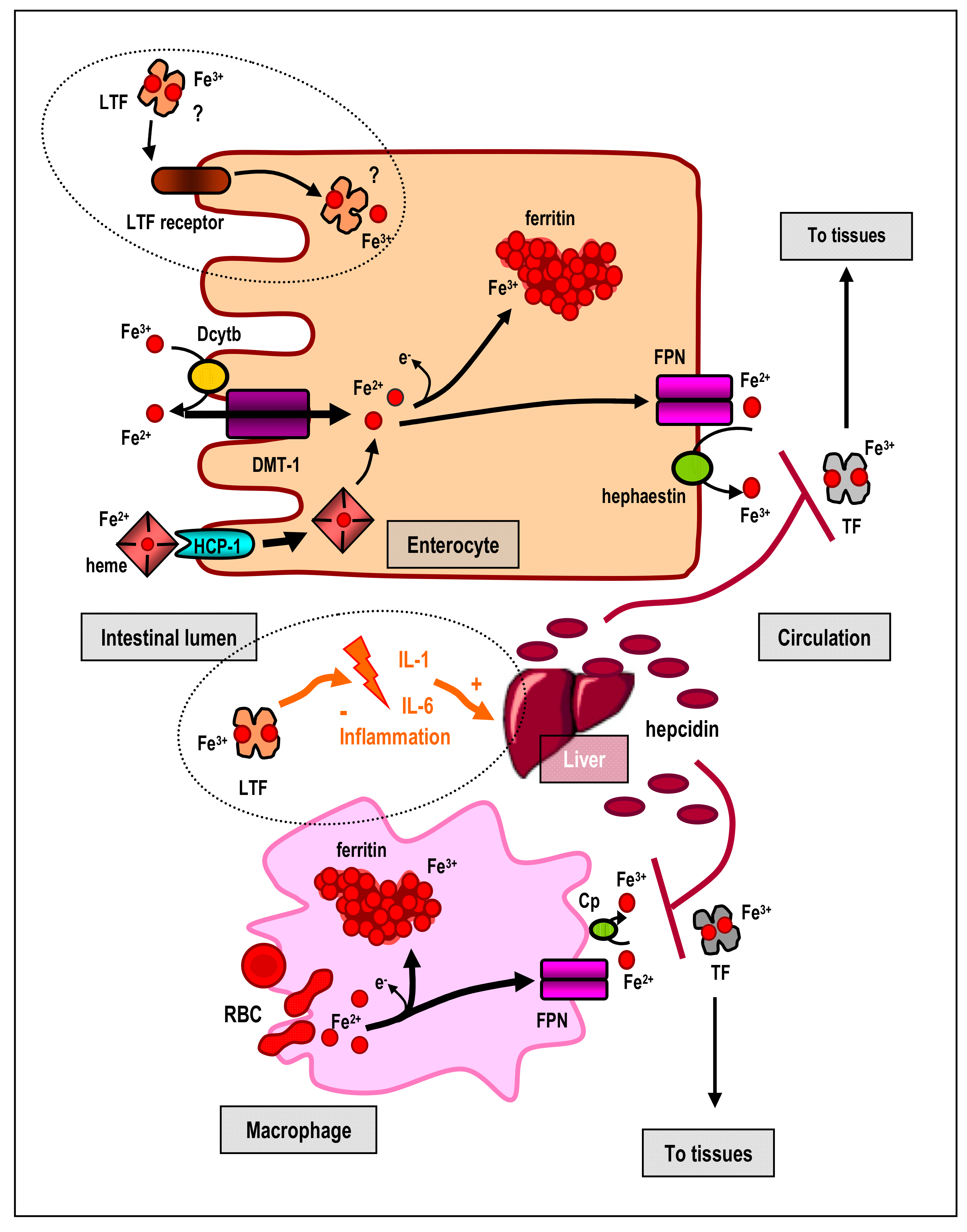 Biomedicines 09 00898 g002