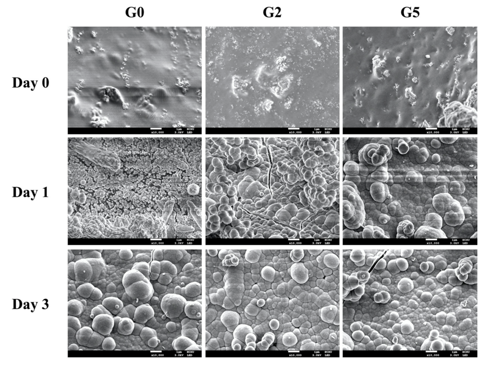 Biomedicines 09 00907 g004