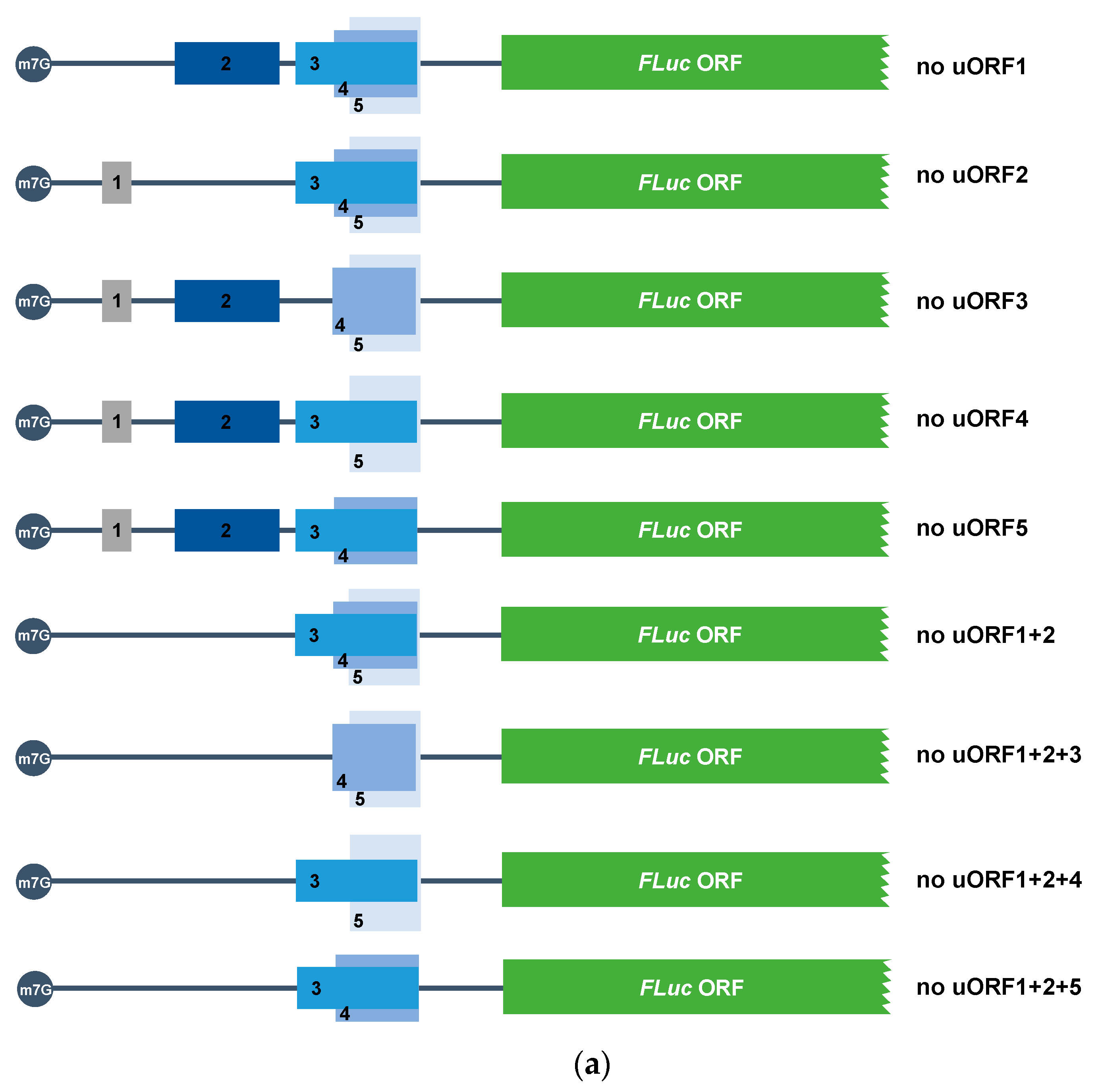 Biomedicines 09 00911 g008a 550
