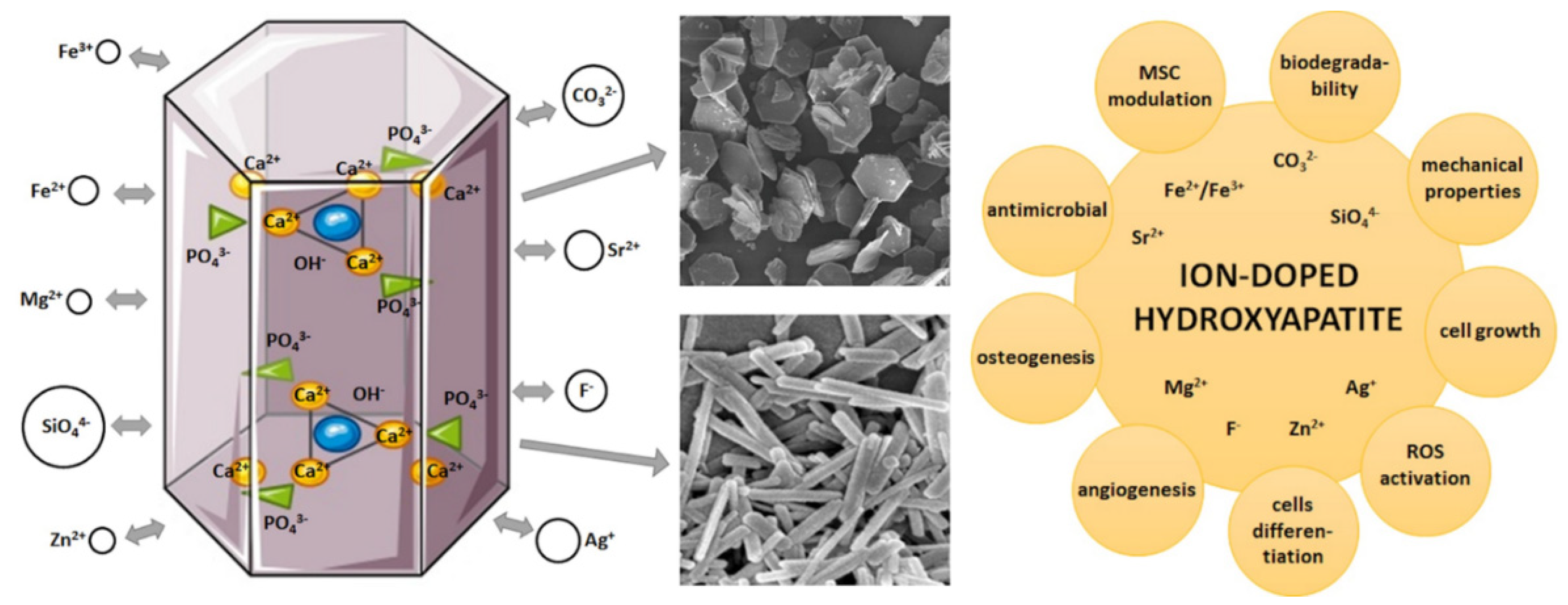 PDF) Development of hydroxiapatite porous bioceramics for use as