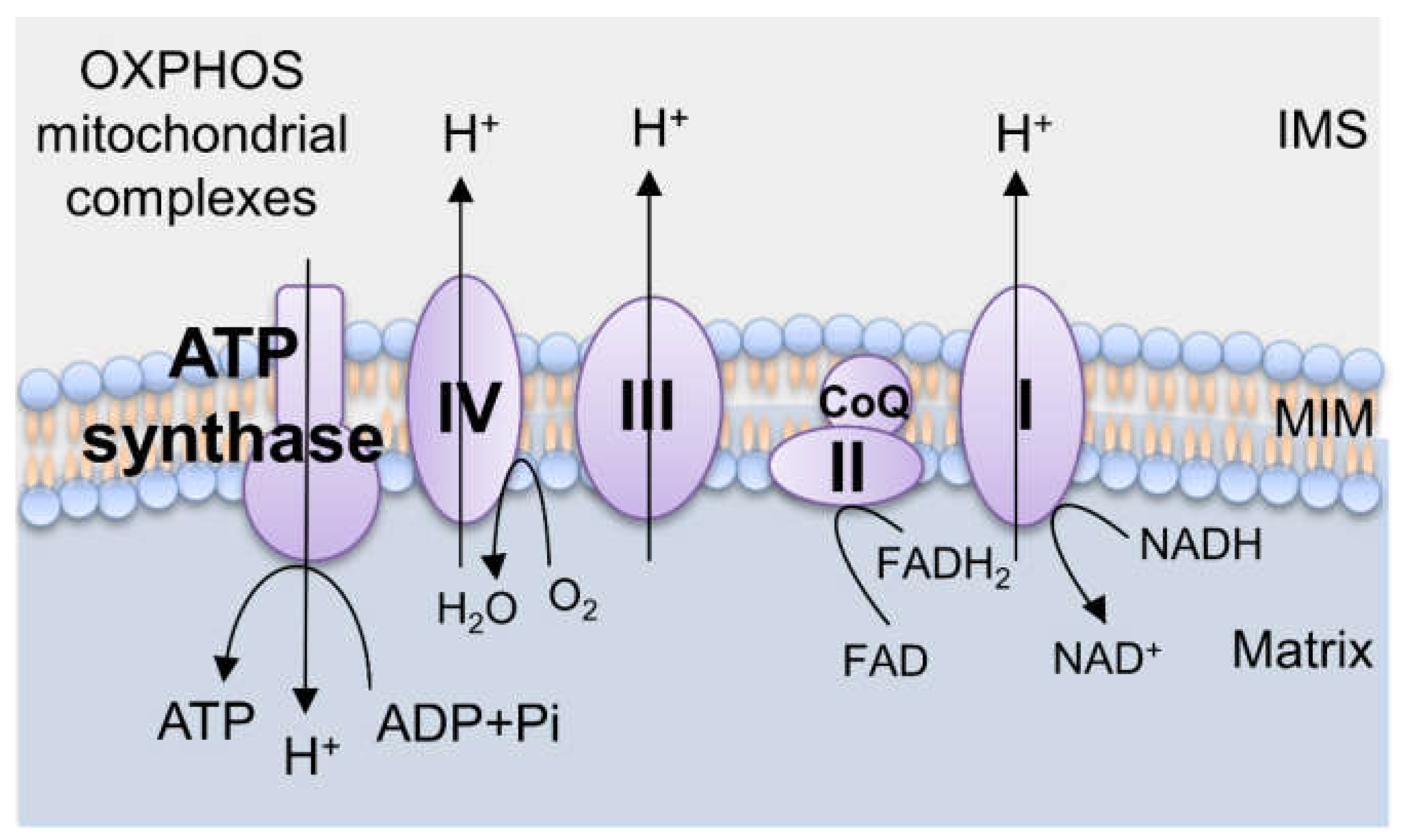 Biomedicines 09 00918 g001