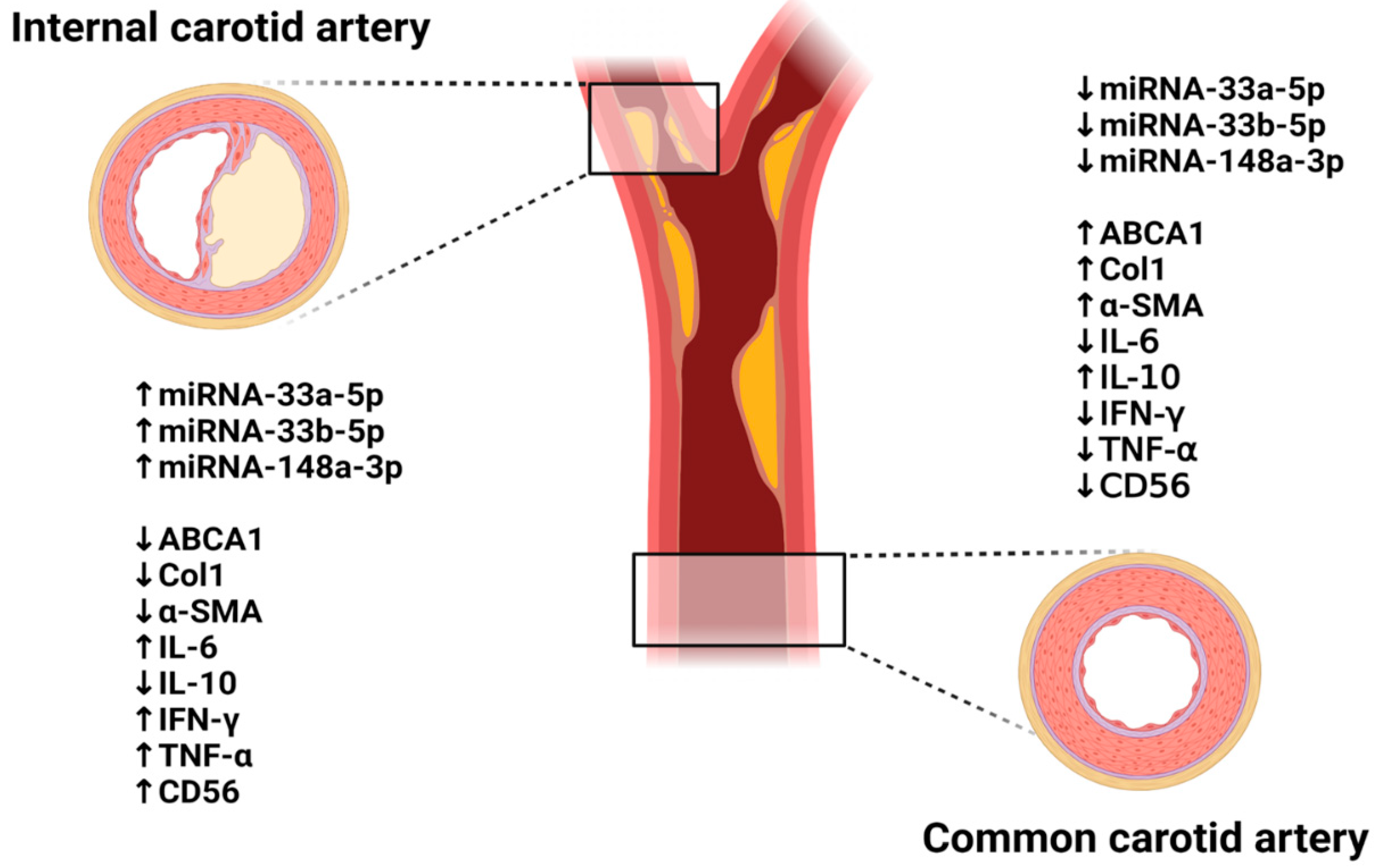 Biomedicines 09 00920 g010