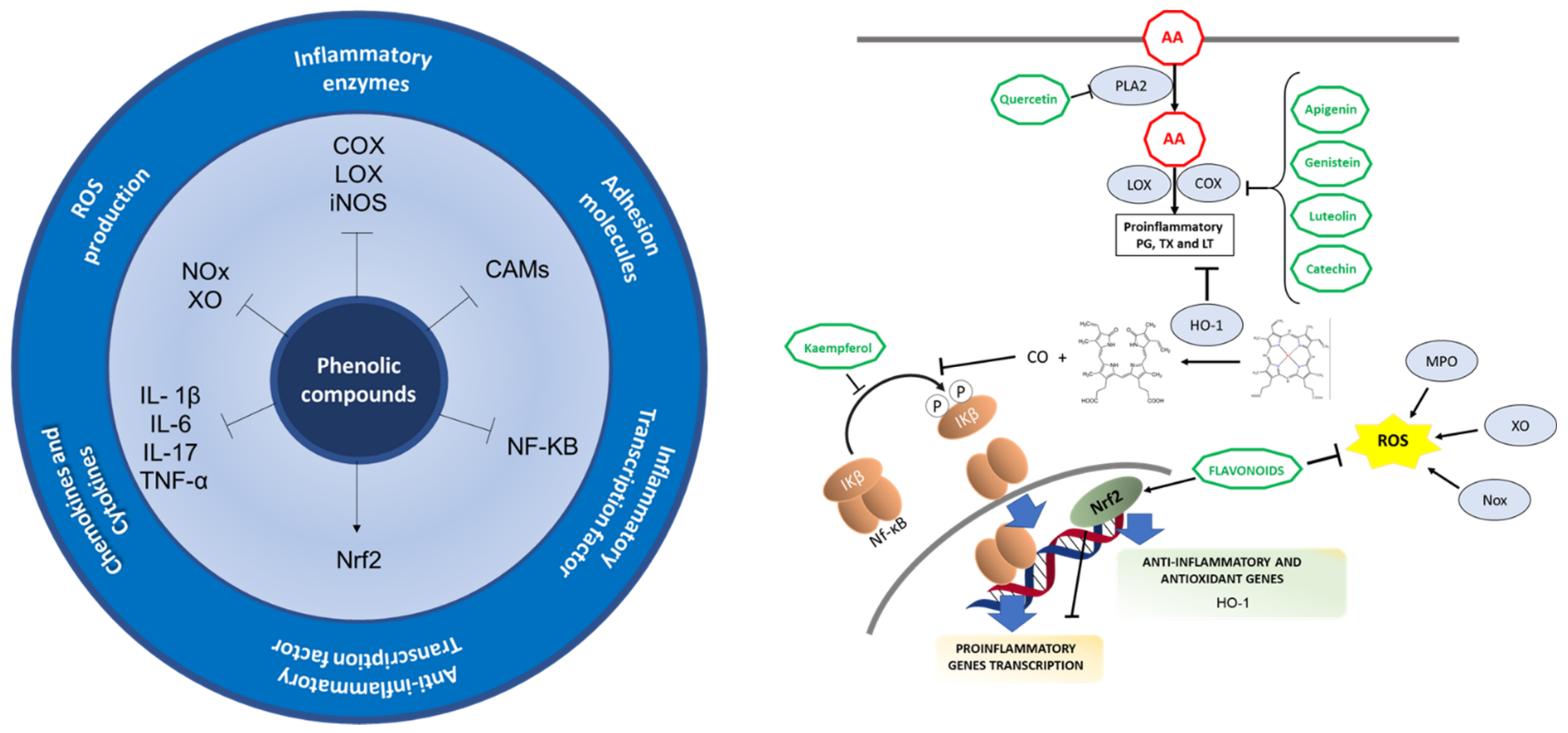 Biomedicines 09 00922 g004