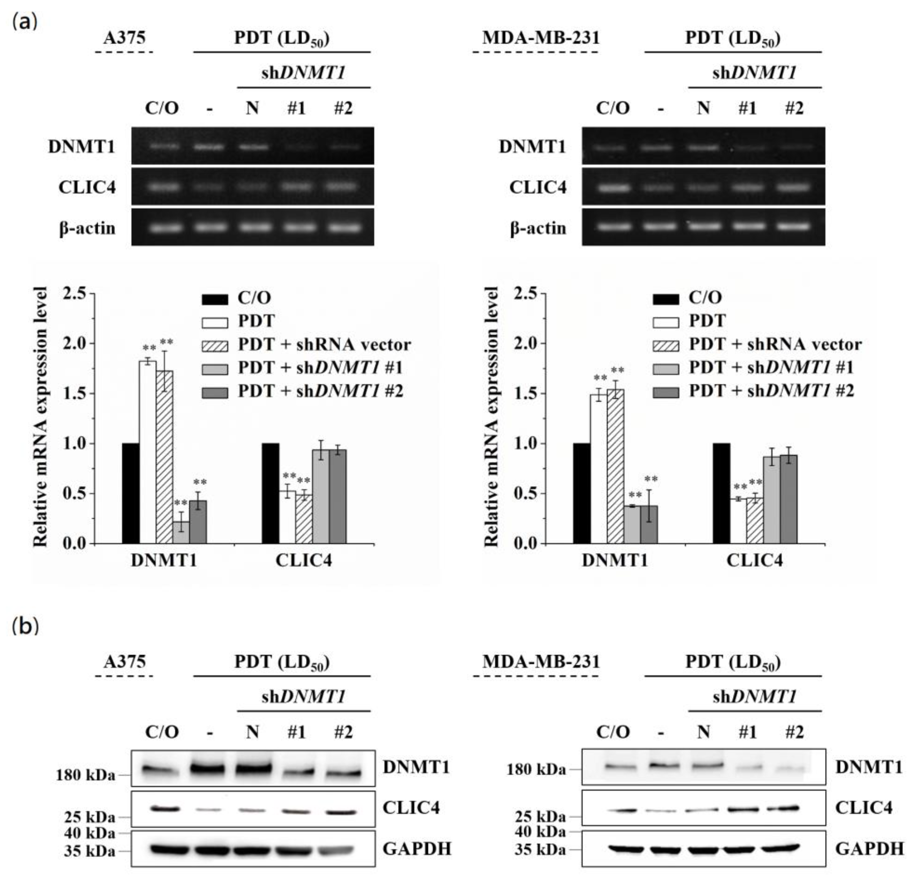 Biomedicines 09 00927 g004 550