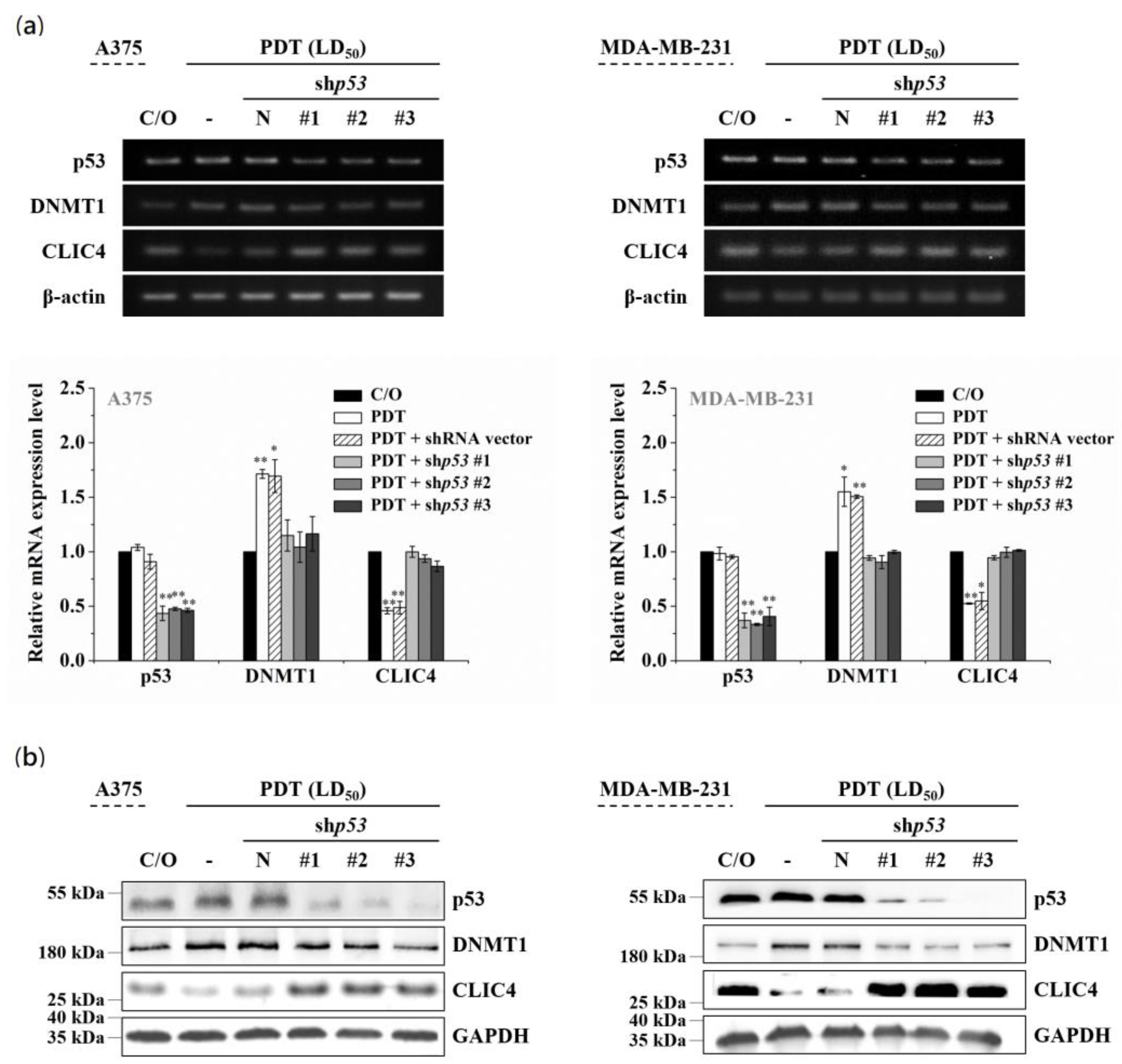 Biomedicines 09 00927 g005 550