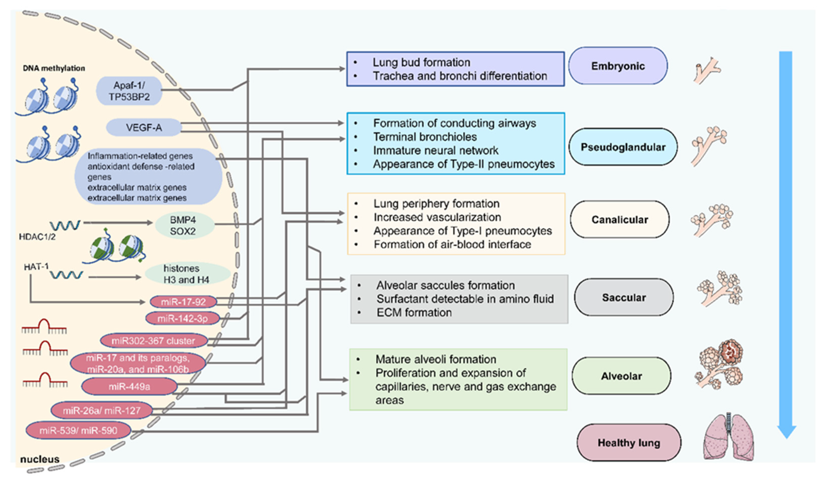 Biomedicines, Free Full-Text