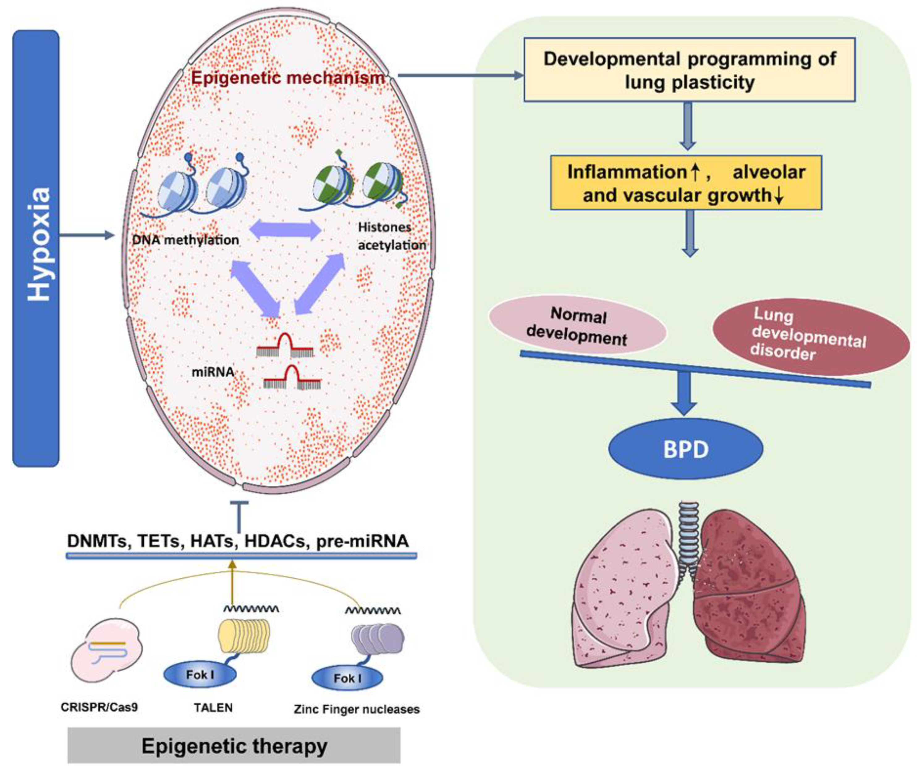 Biomedicines 09 00944 g003