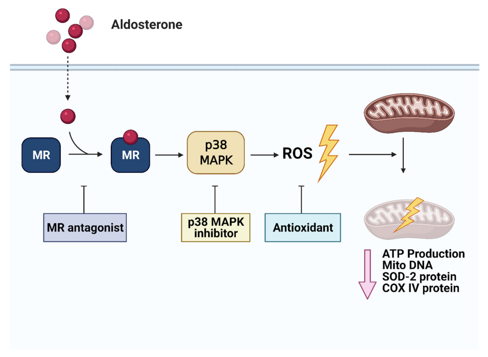 Biomedicines 09 00946 g005 550