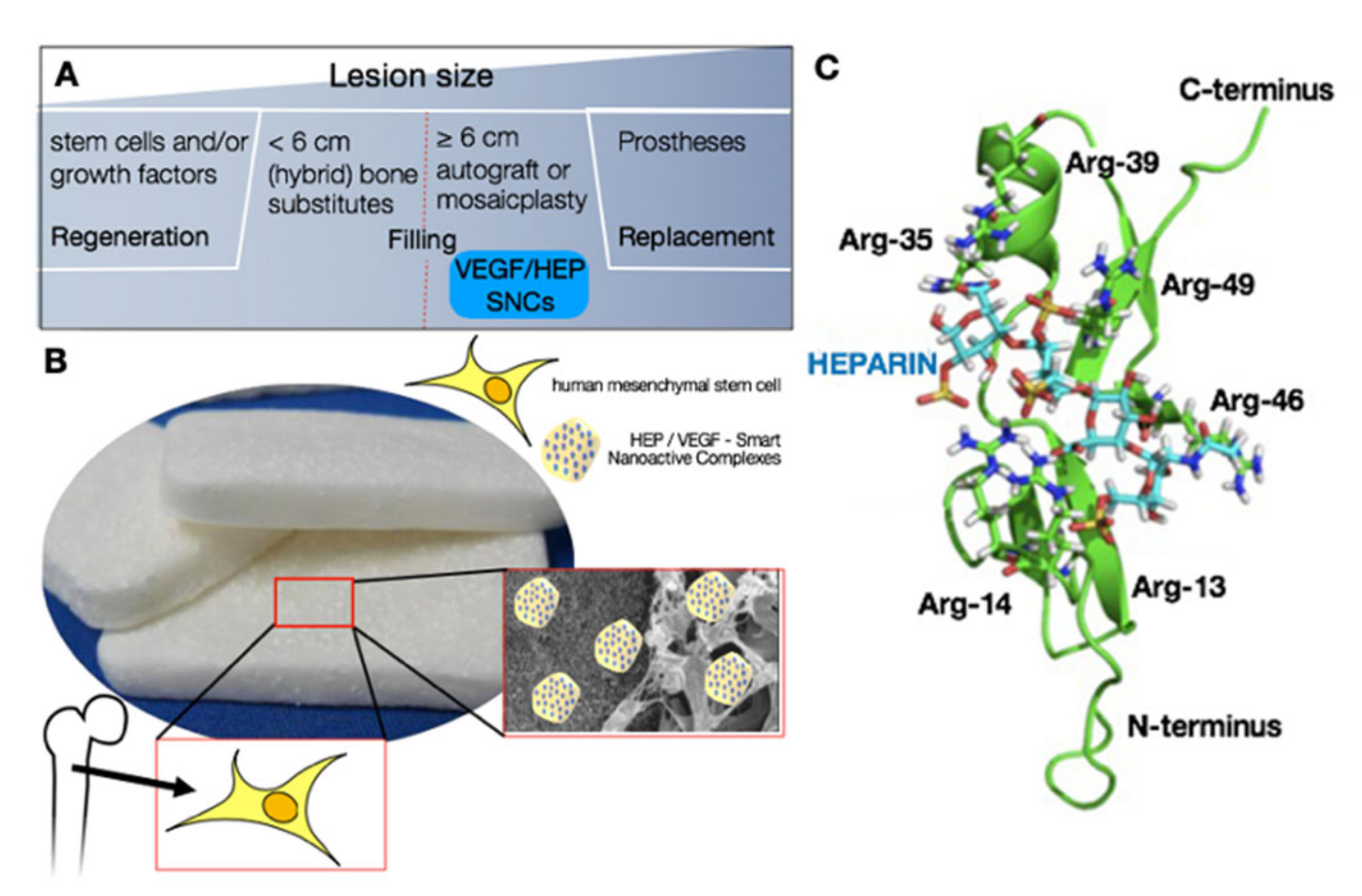 Biomedicines Free Full Text Mechanistic Illustration How Newly Formed Blood Vessels Stopped By The Mineral Blocks Of Bone Substitutes Can Be Avoided By Using Innovative Combined Therapeutics Html