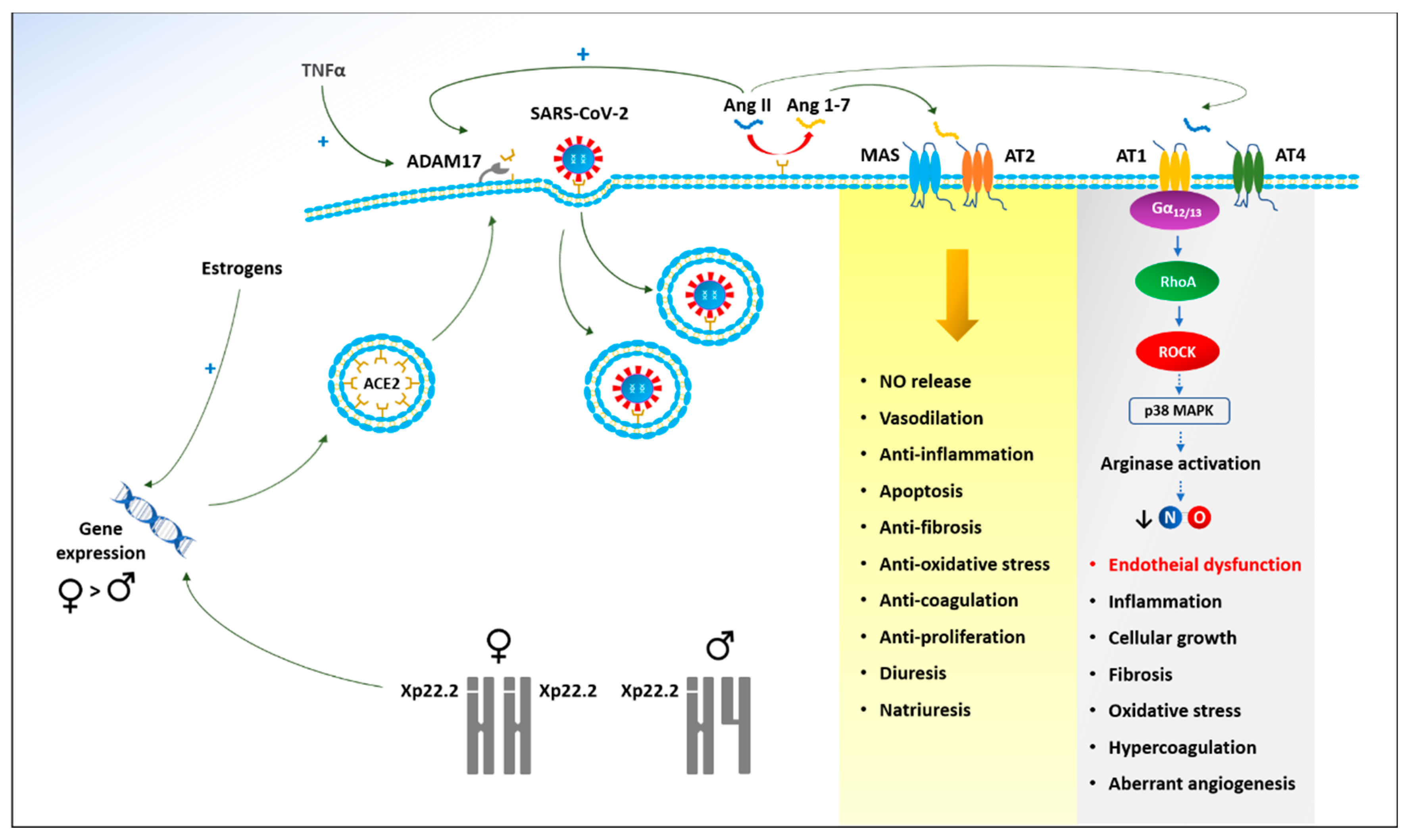 Biomedicines 09 00957 g004