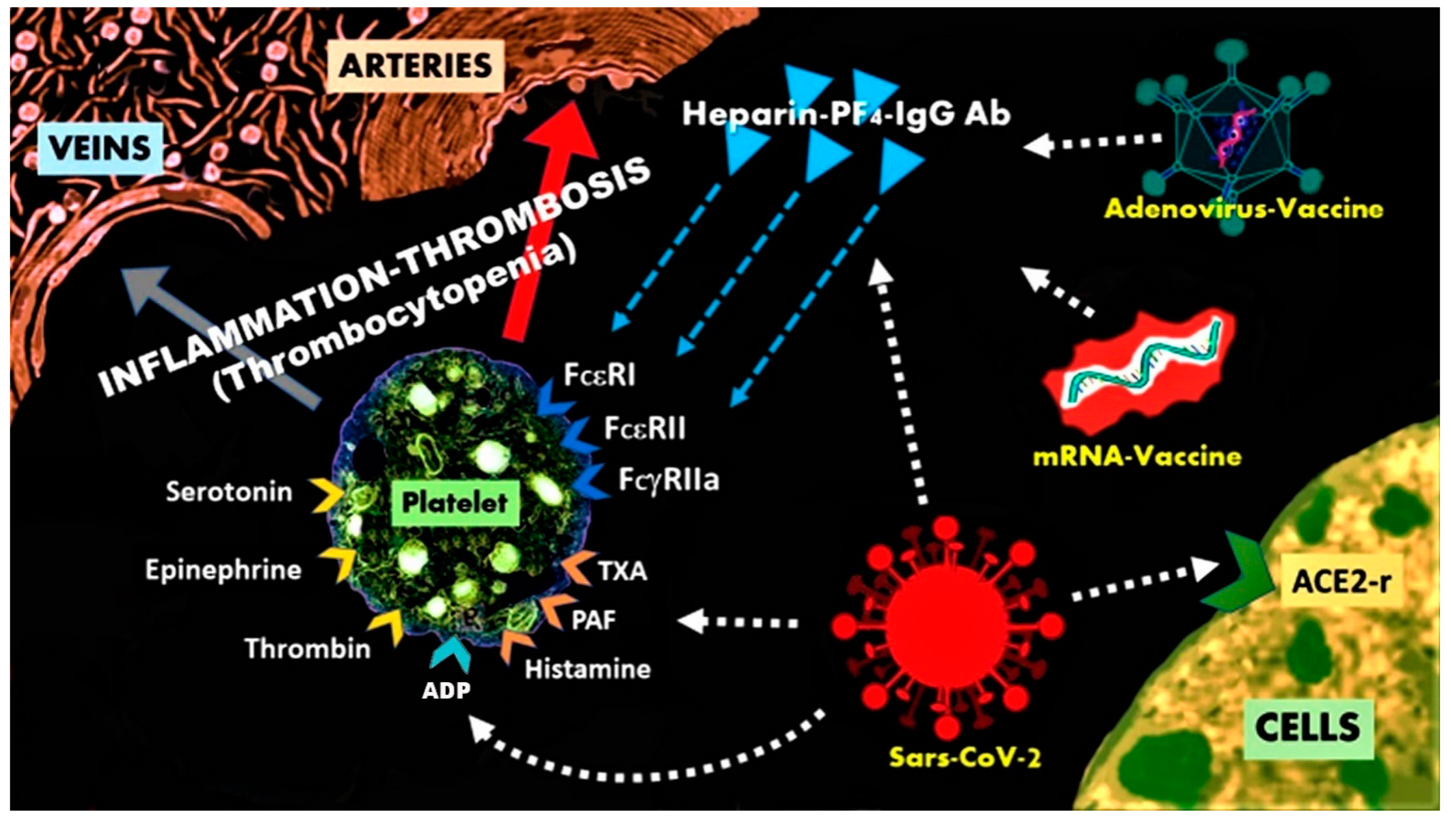 COVID-19 Disease, Women's Predominant Non-Heparin Vaccine
