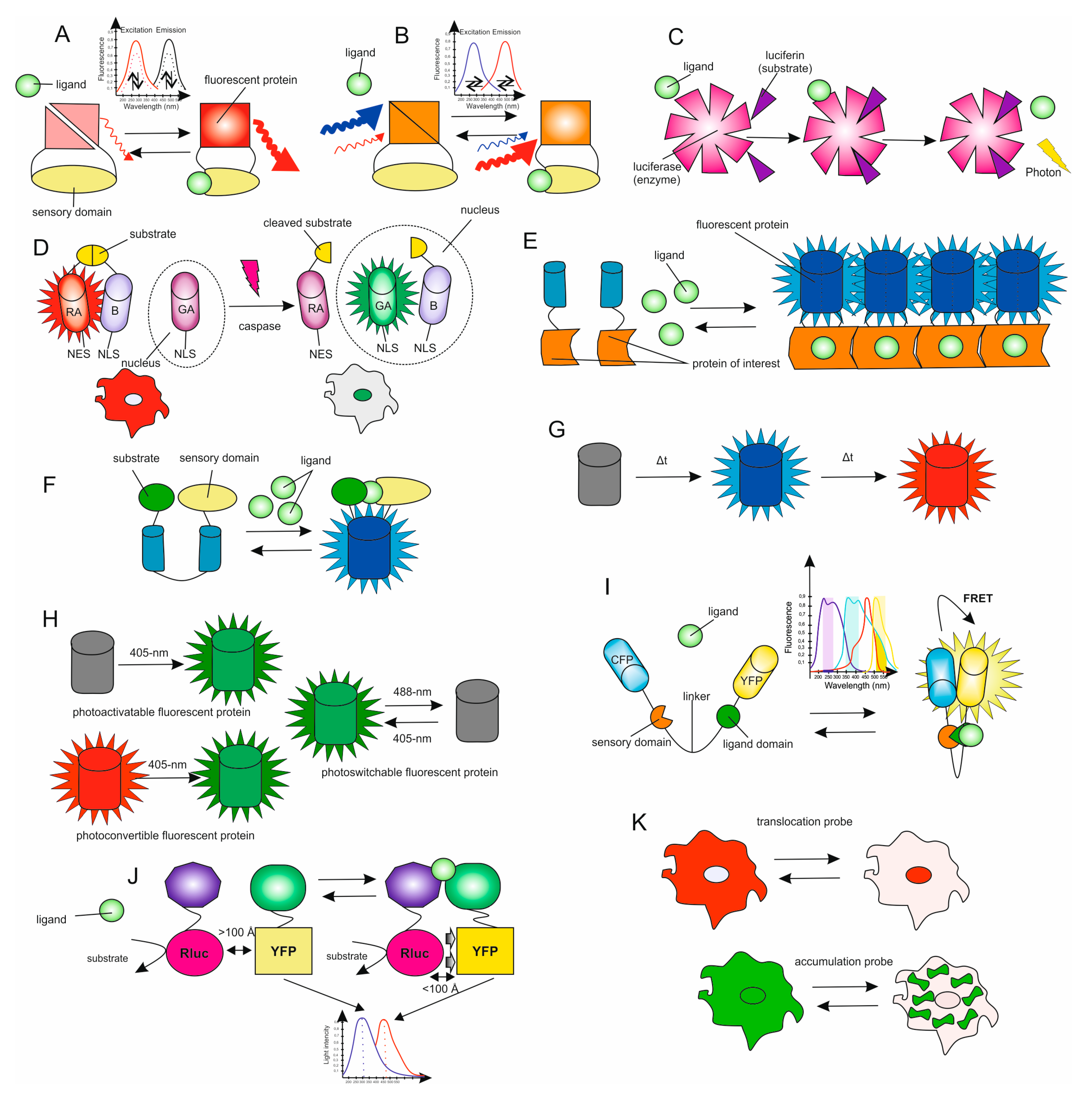 Biomedicines 09 00960 g002 Biomedicines 09 00960 g002