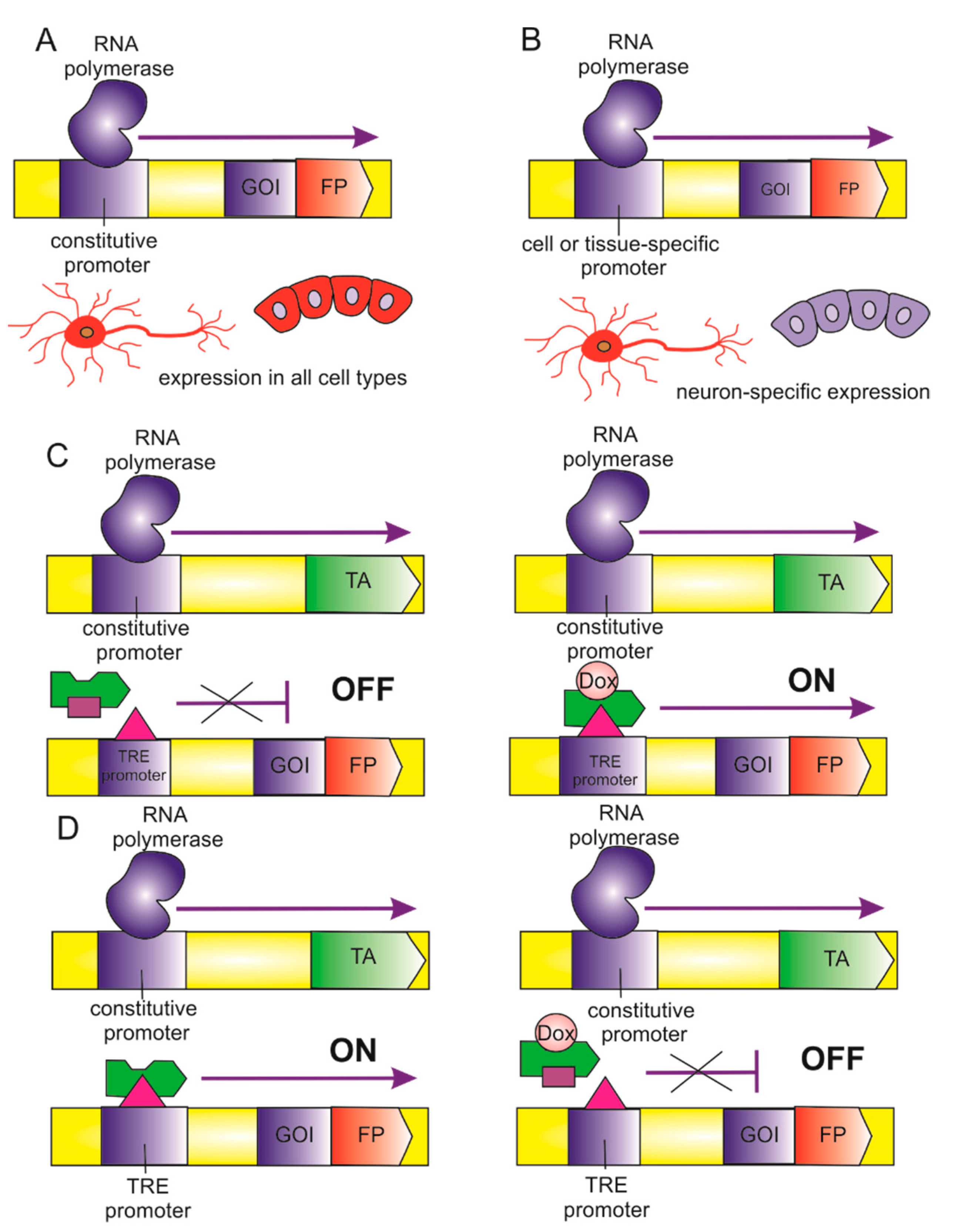 Biomedicines 09 00960 g003 Biomedicines 09 00960 g003